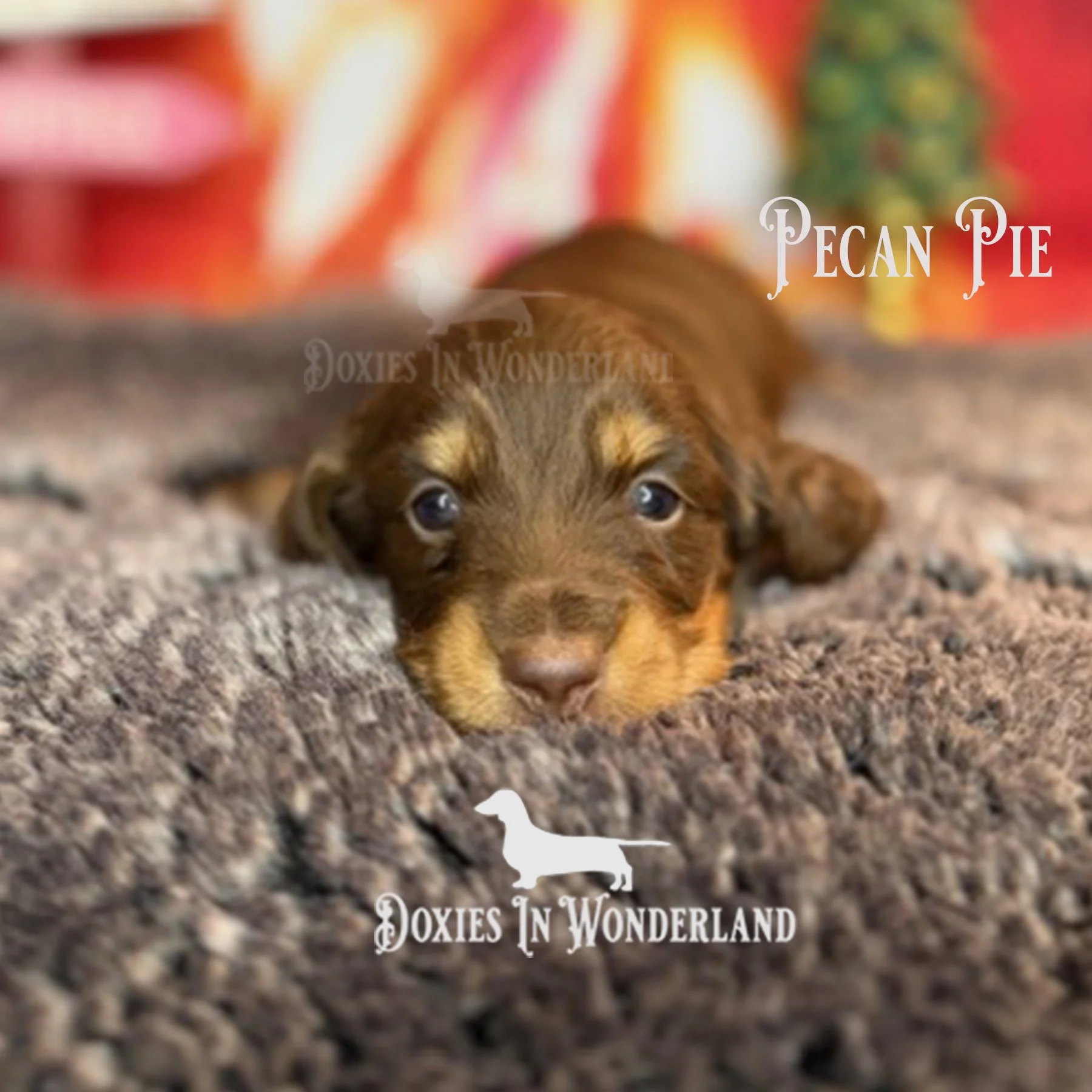 Pecan Pie 3 weeks copy.jpg