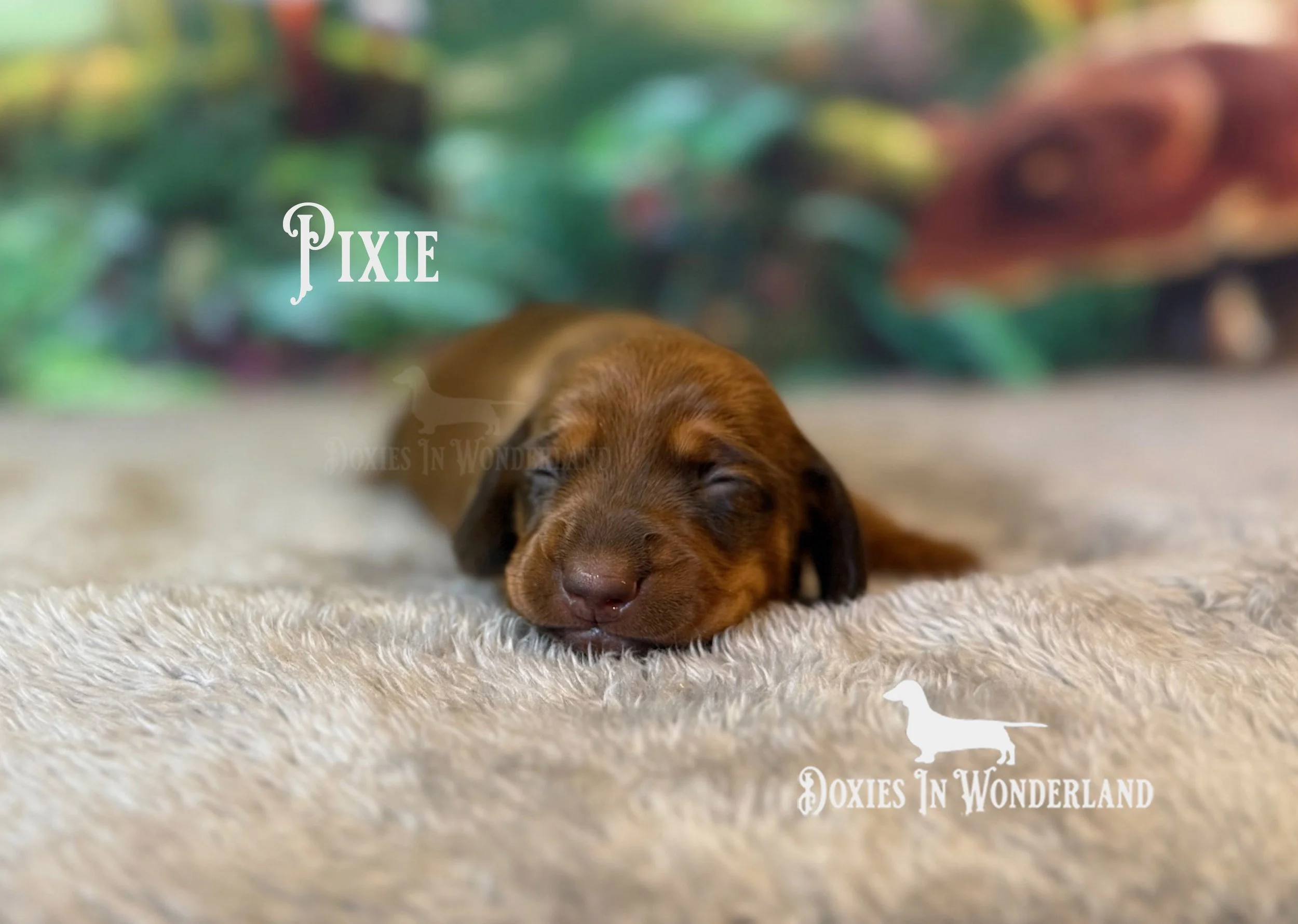 Pixie 1 week old copy.jpg