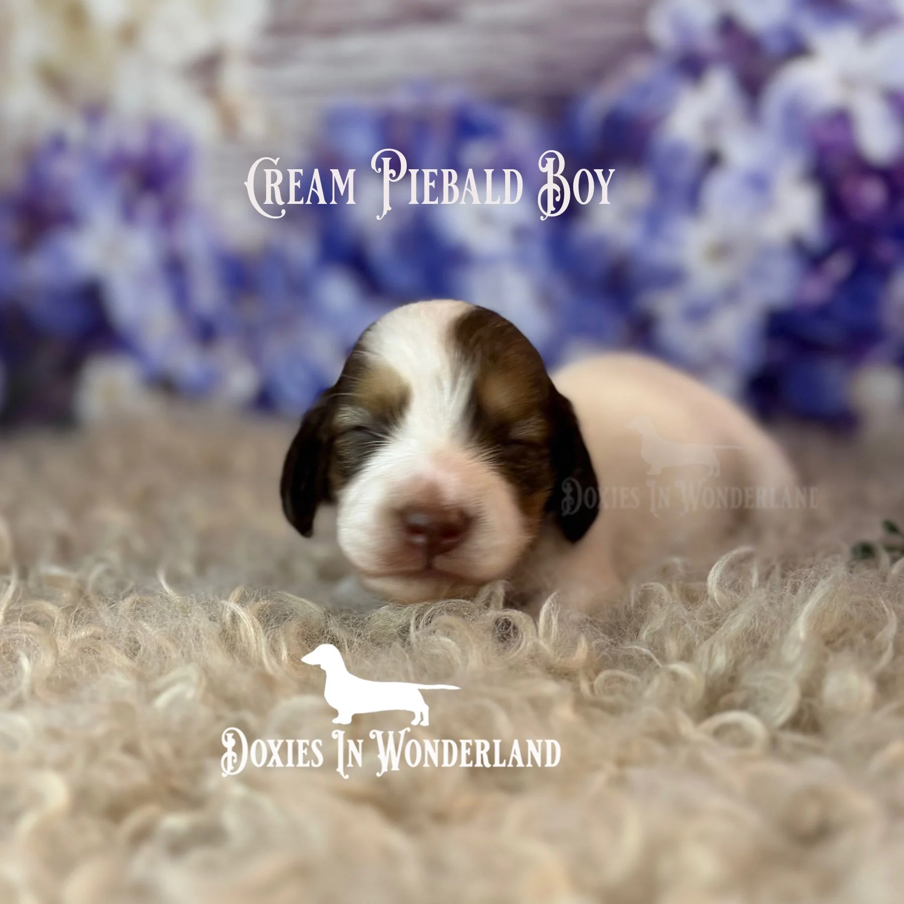 cream piebald boy 2 weeks copy.jpg