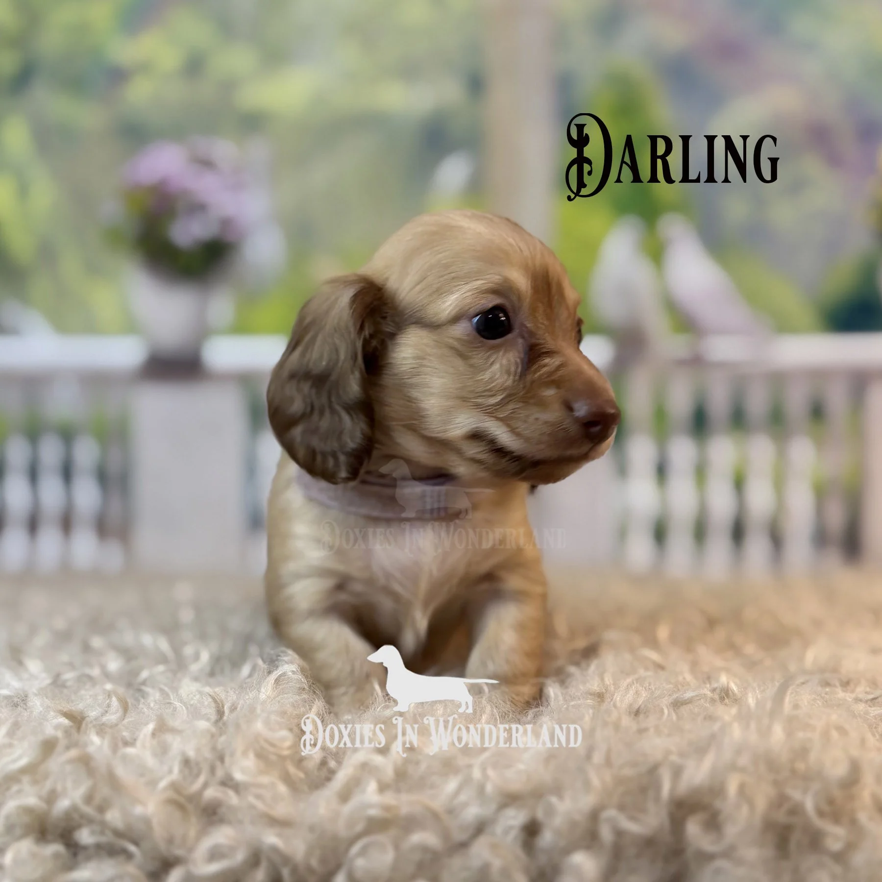Darling darjeeling 5 weeks copy.jpg