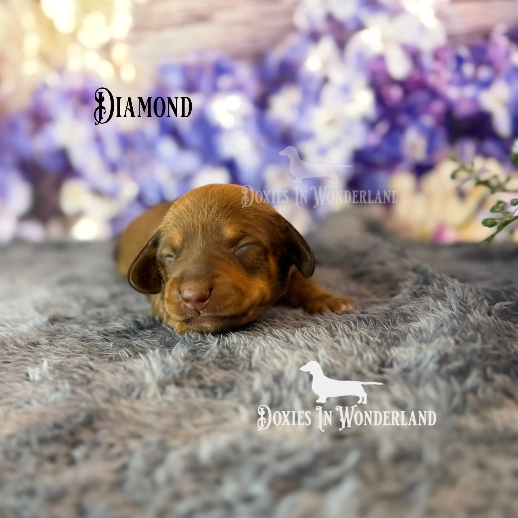 diamond 1.5 weeks old copy.jpg