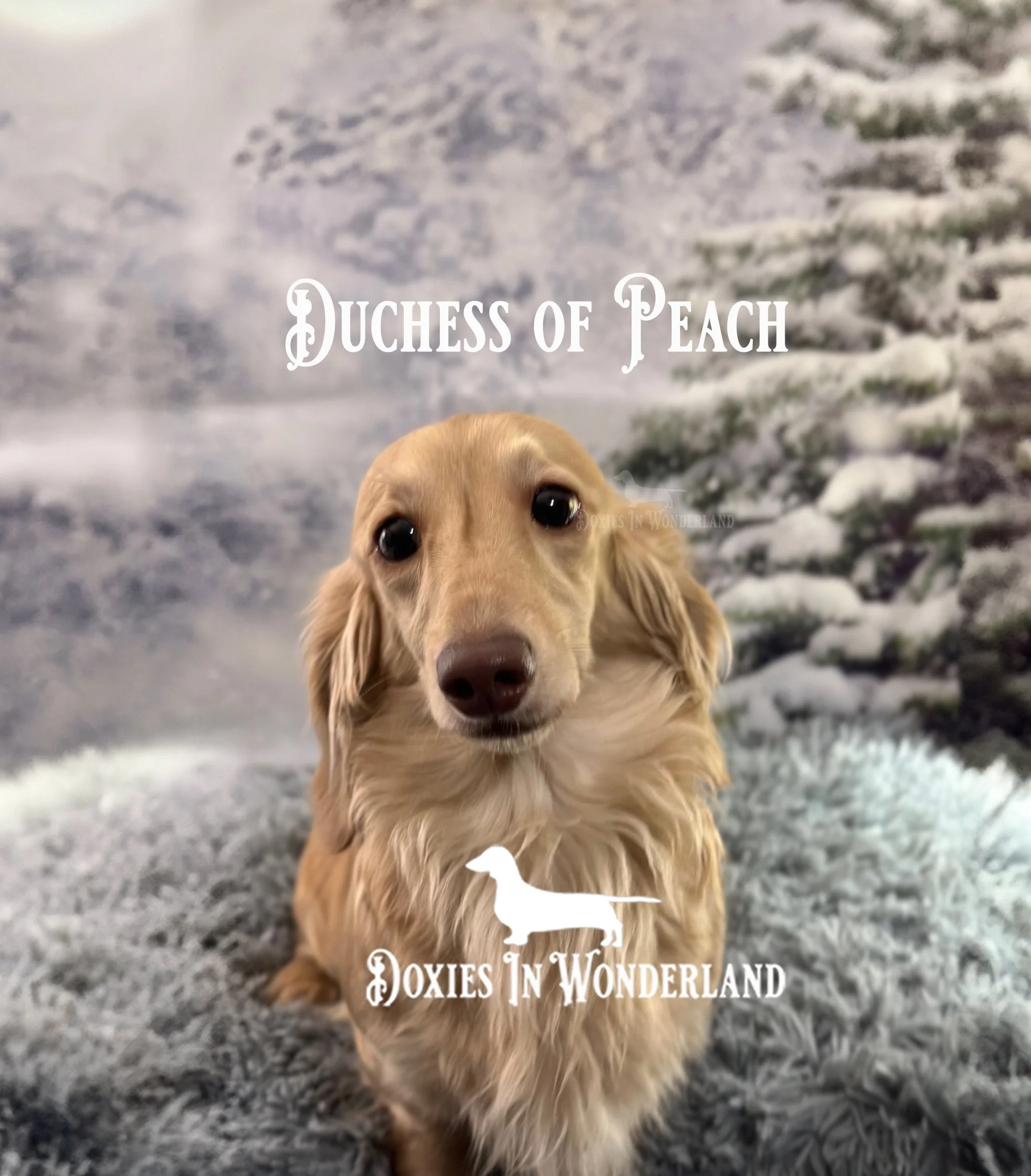 duchess 0324 copy.jpg