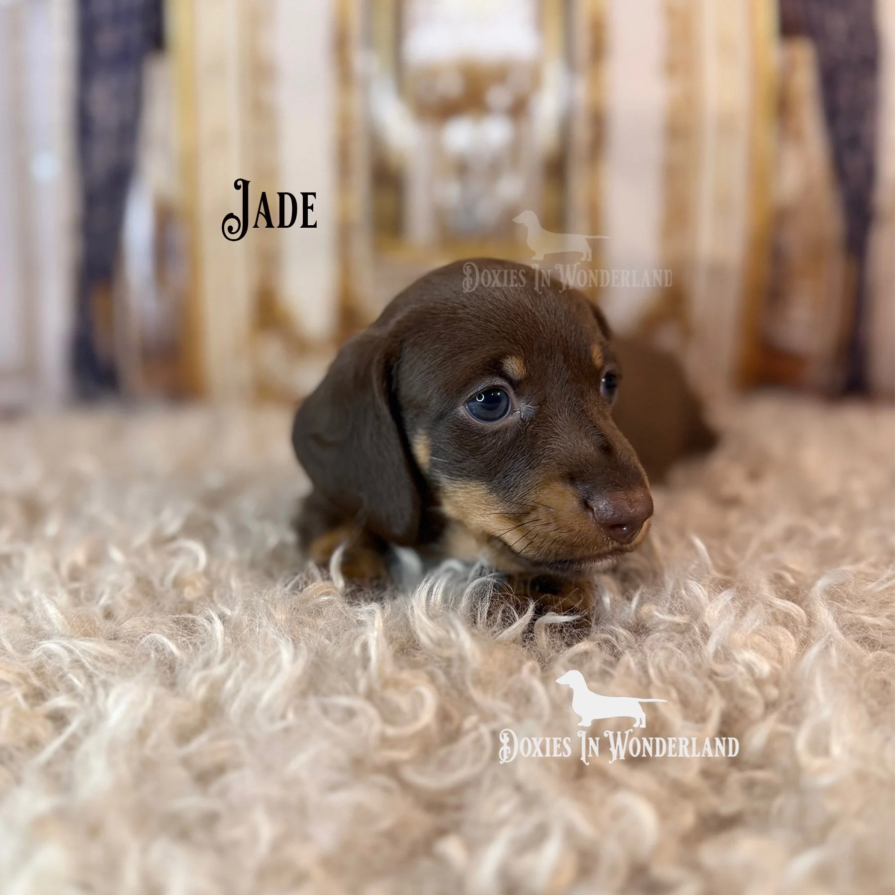 Jade 4 weks side look copy.jpg
