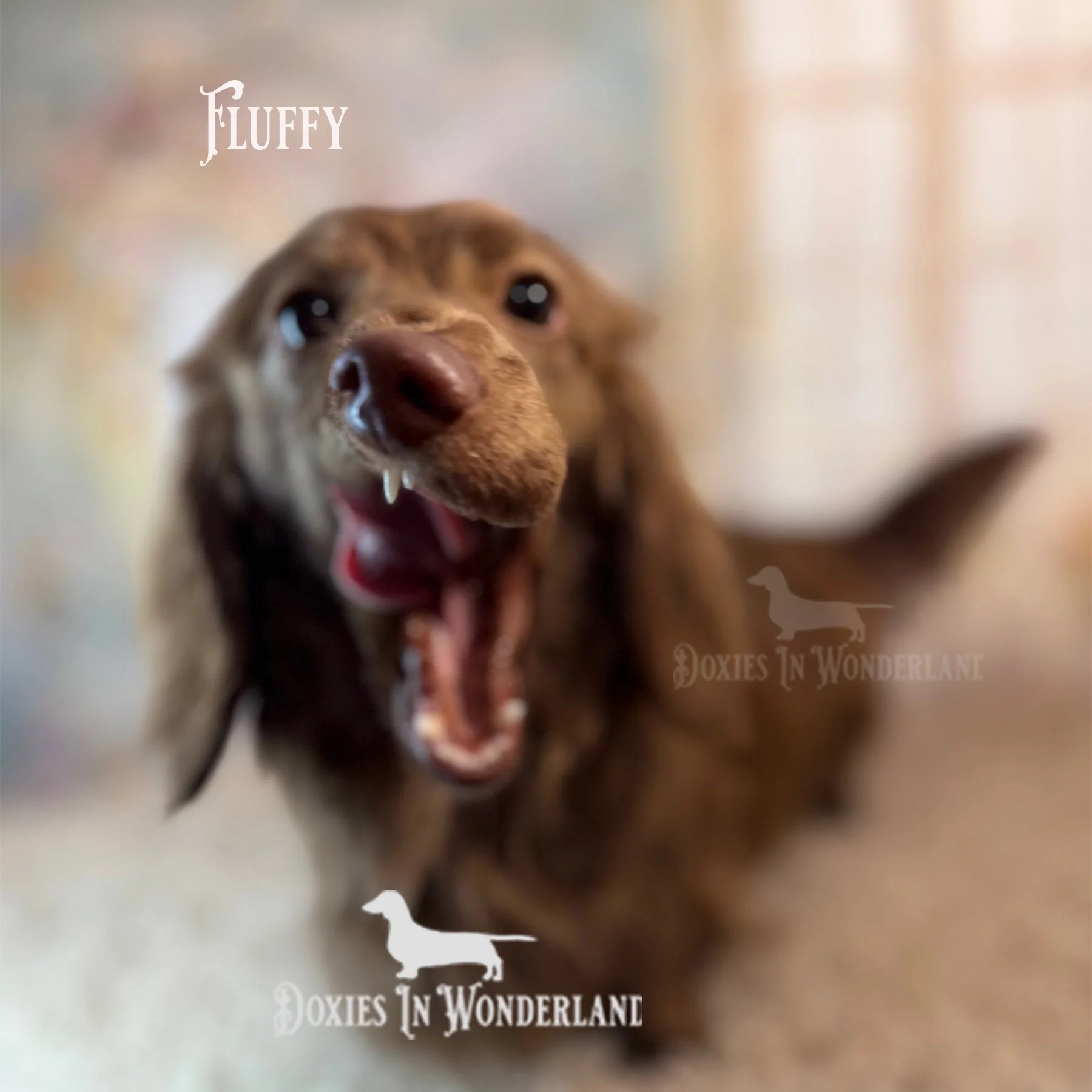 Fluffy photoshoot copy.jpg