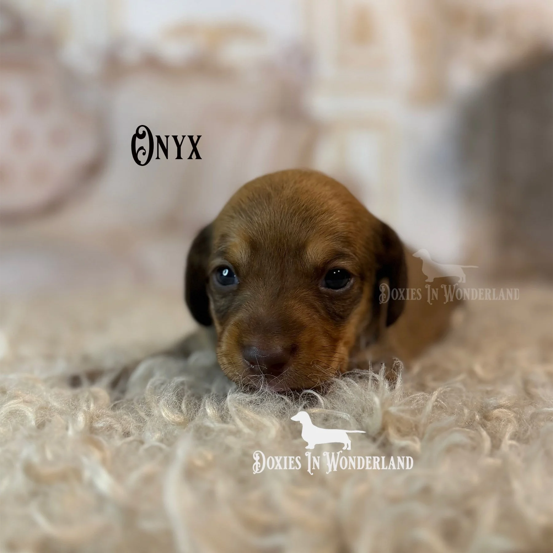 Onxy 3  wks old copy.jpg