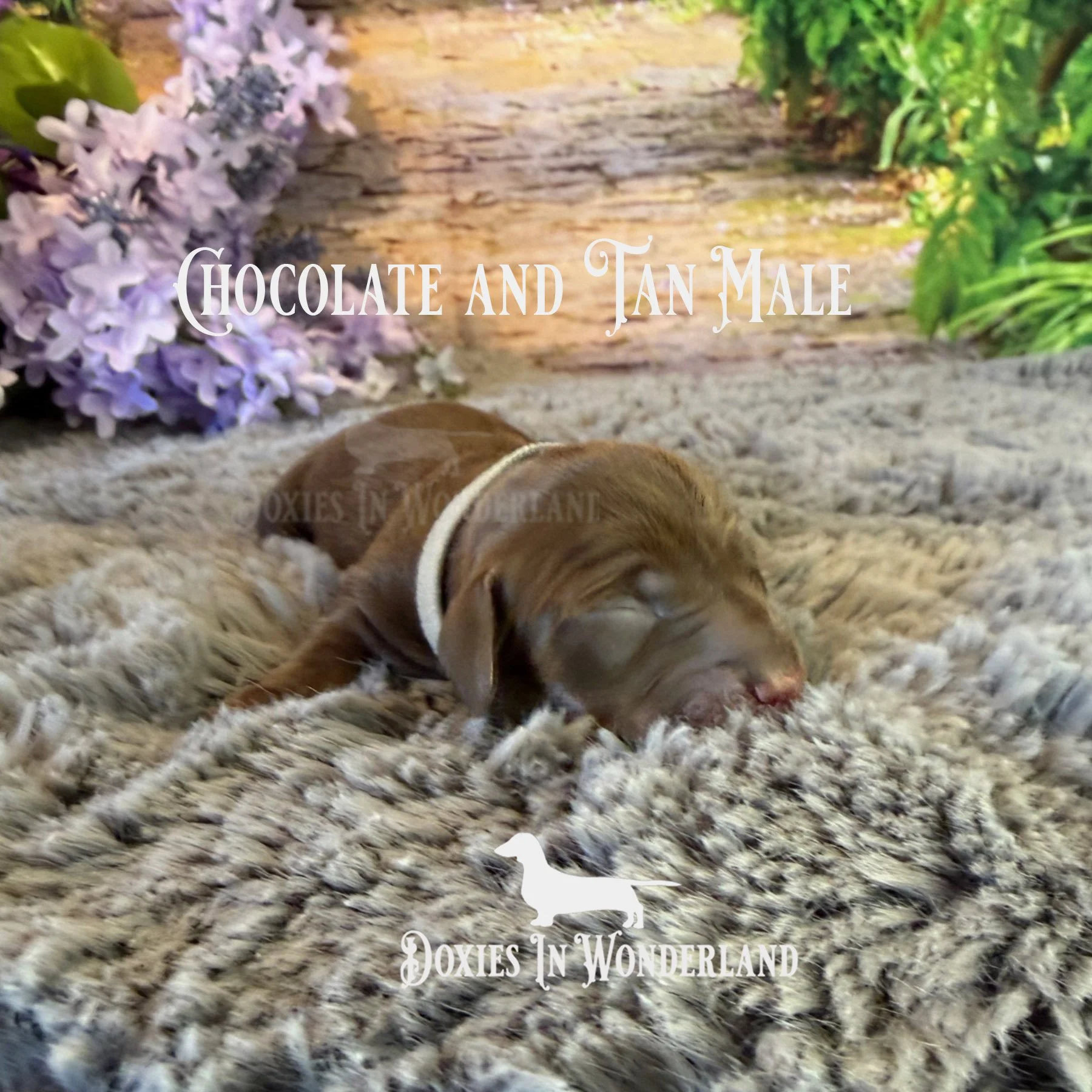 Choc tan male 4 days copy.jpg