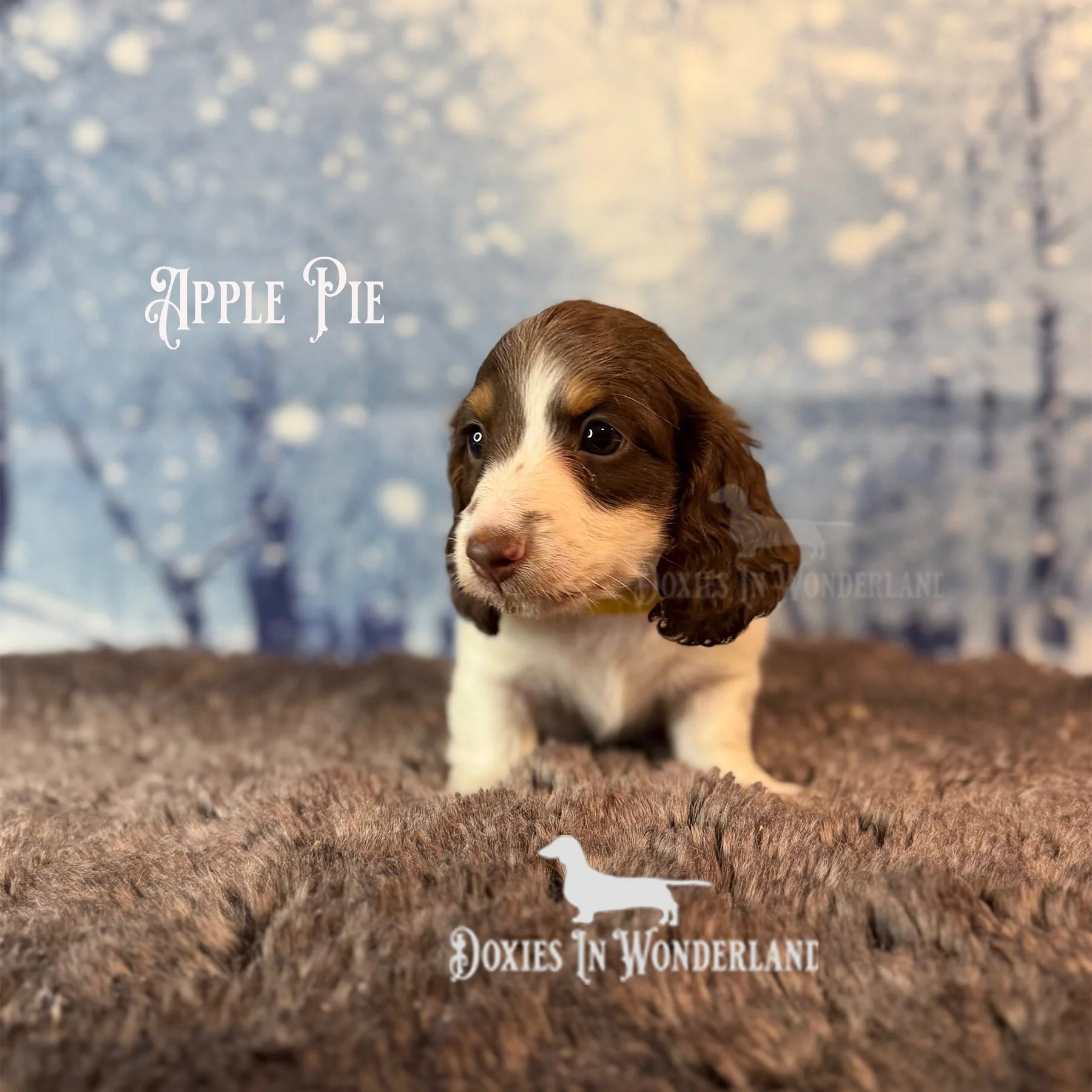 Apple 5 wks copy.jpg