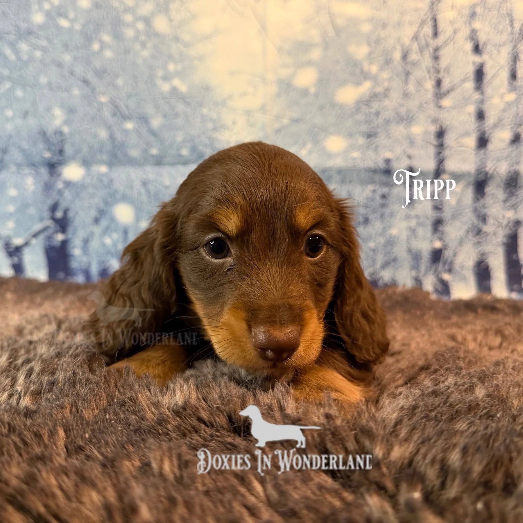 Tripp 5 wks copy.jpg