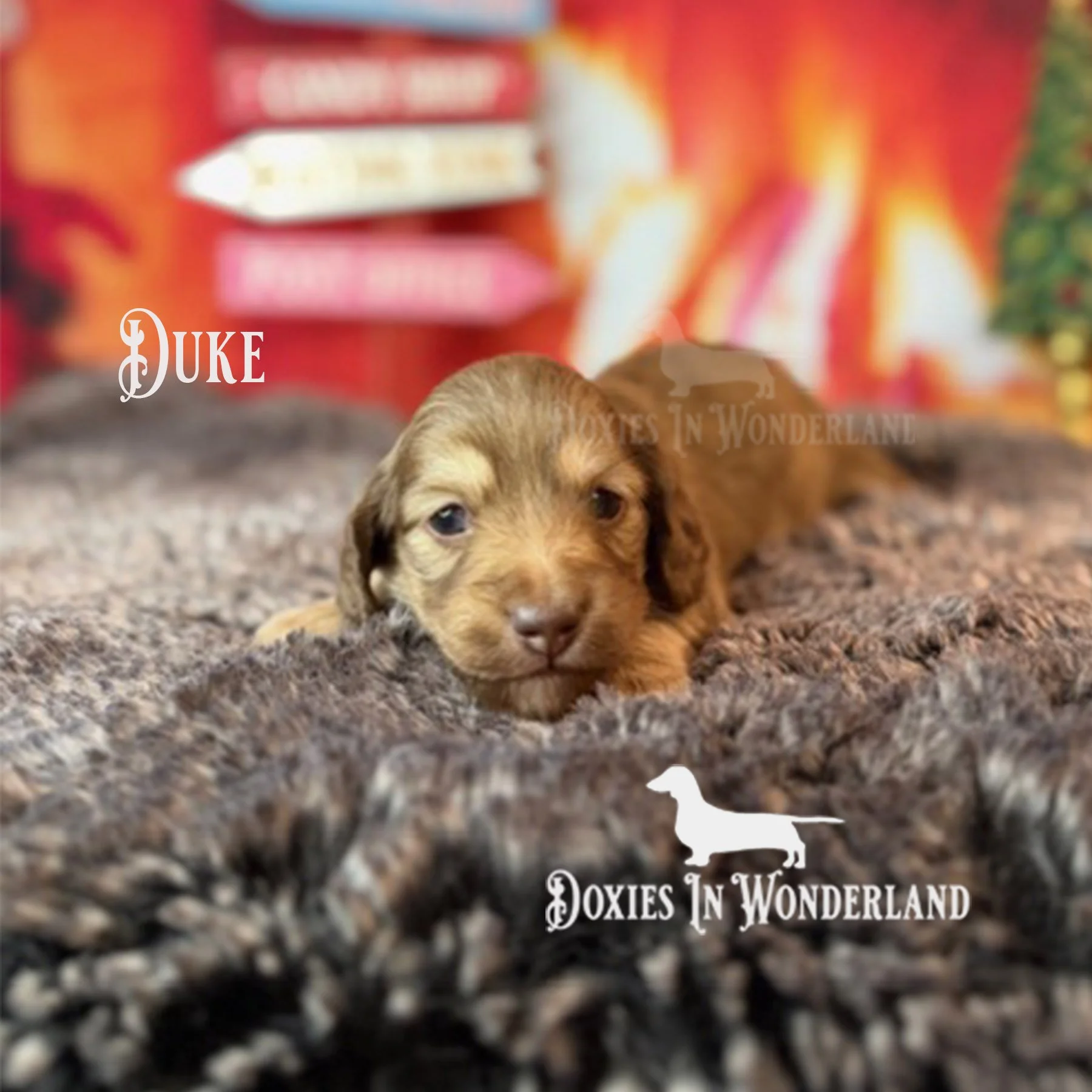 Duke 3weeks old copy.jpg