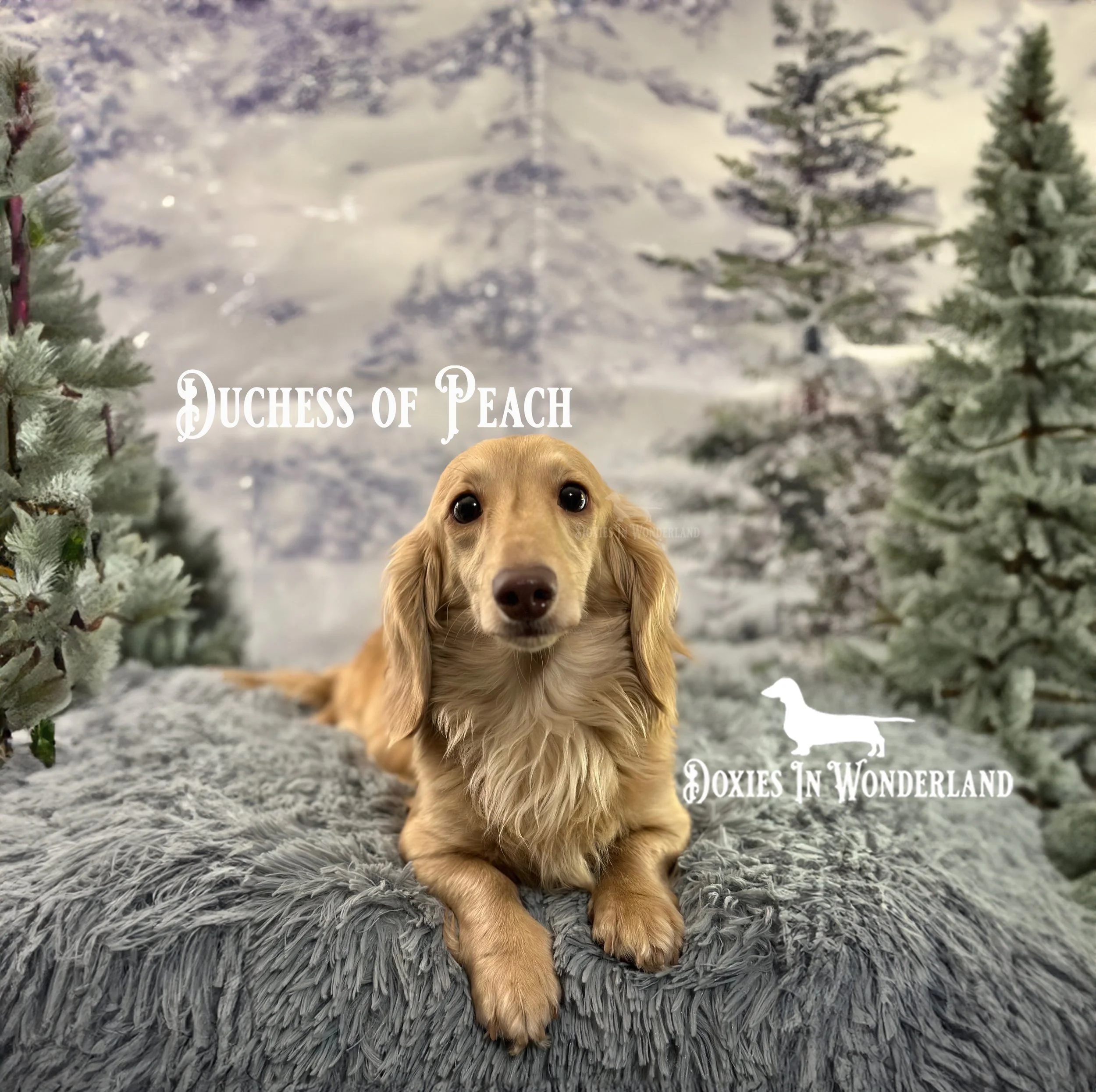 peach march 2024 copy.jpg