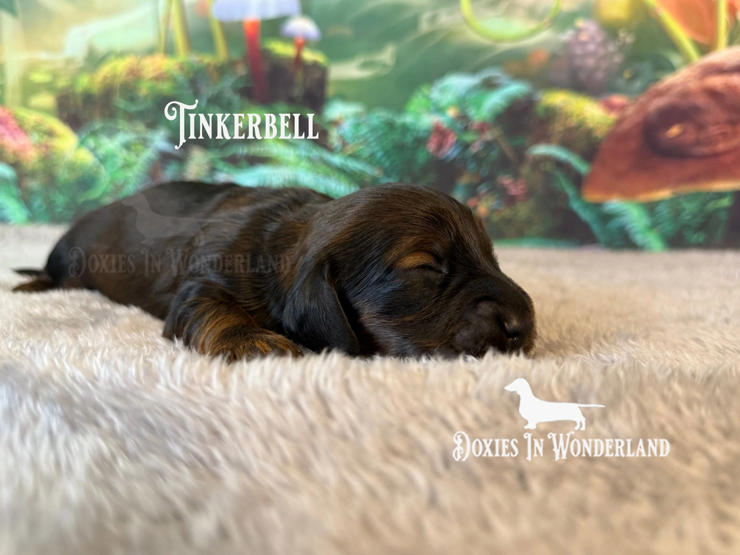 Tink 1 week old copy.jpg