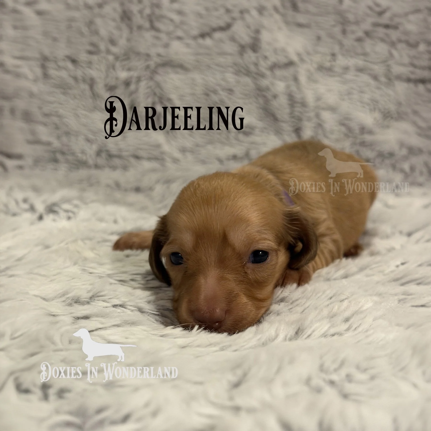 Darjeeling 2 week old copy.jpg