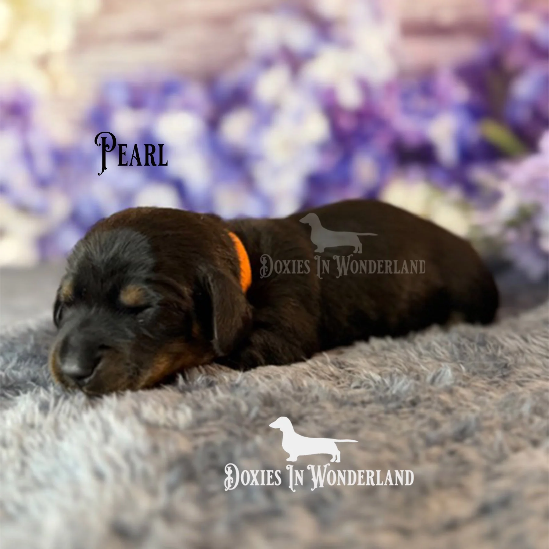 Pearl 1.5 weeks copy.jpg
