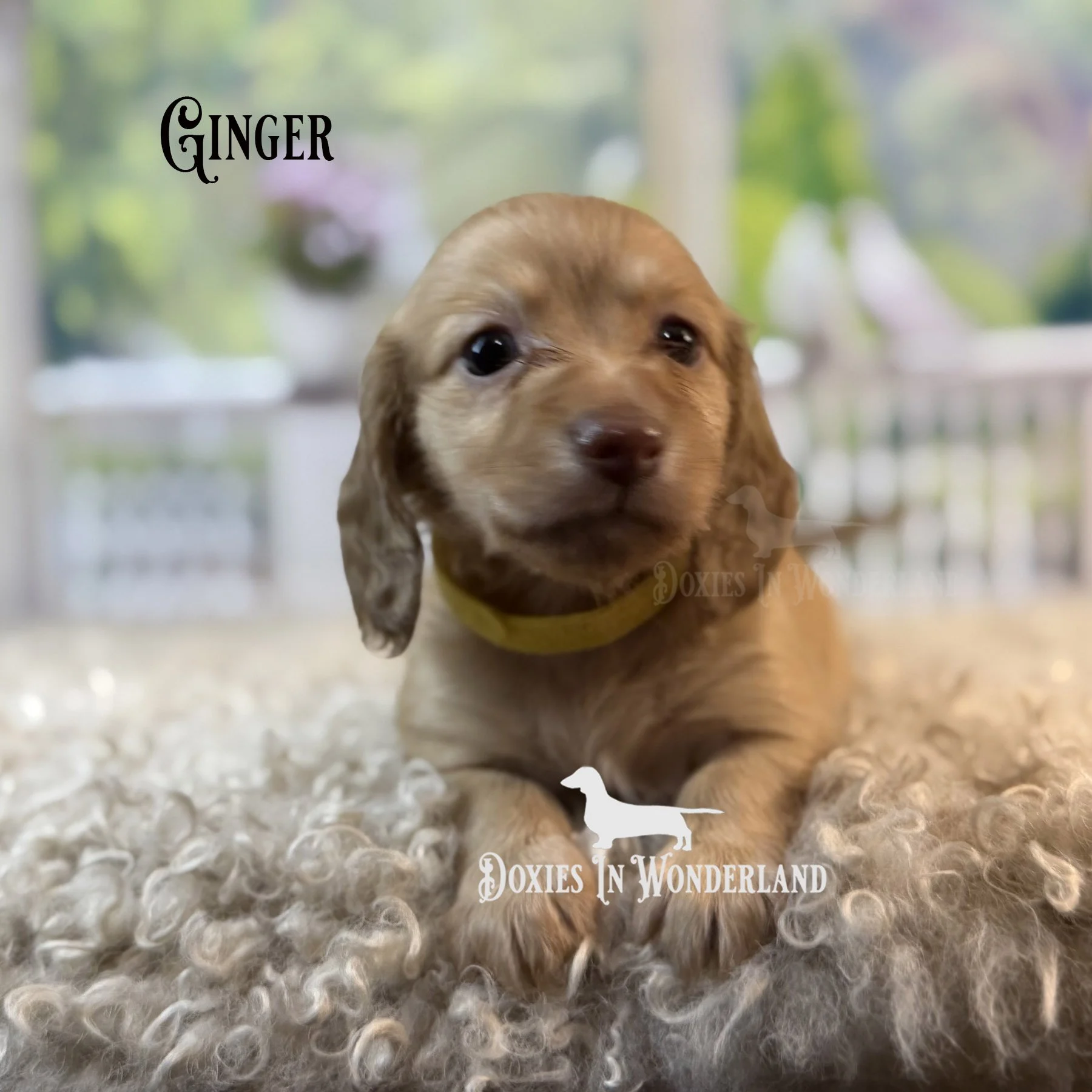 Ginger O 5 weeks old copy.jpg
