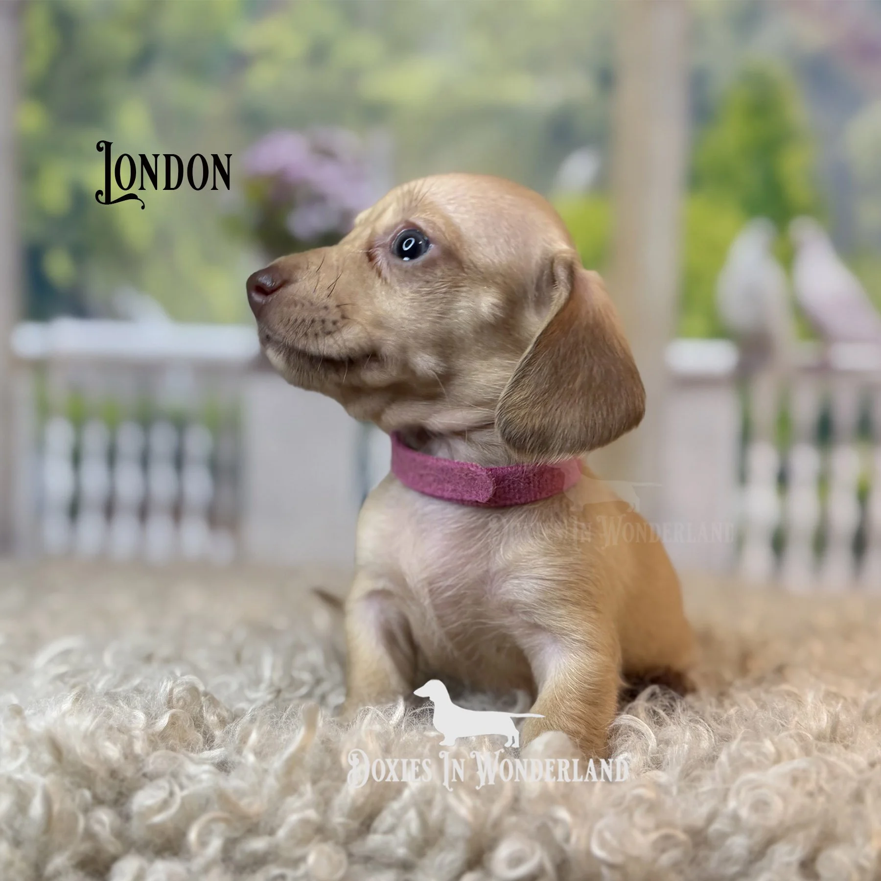 London 5 wks copy.jpg