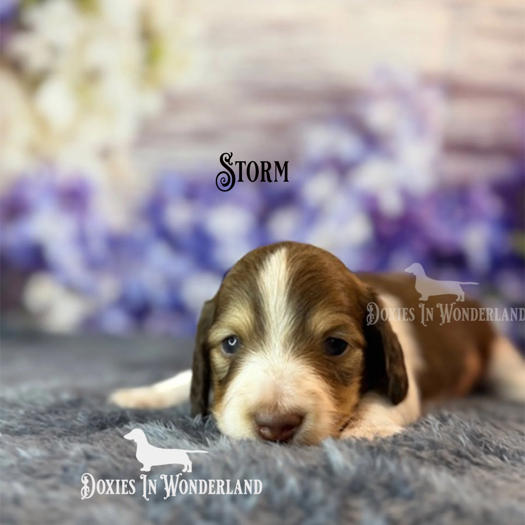 Storm 3 weeks old copy.jpg