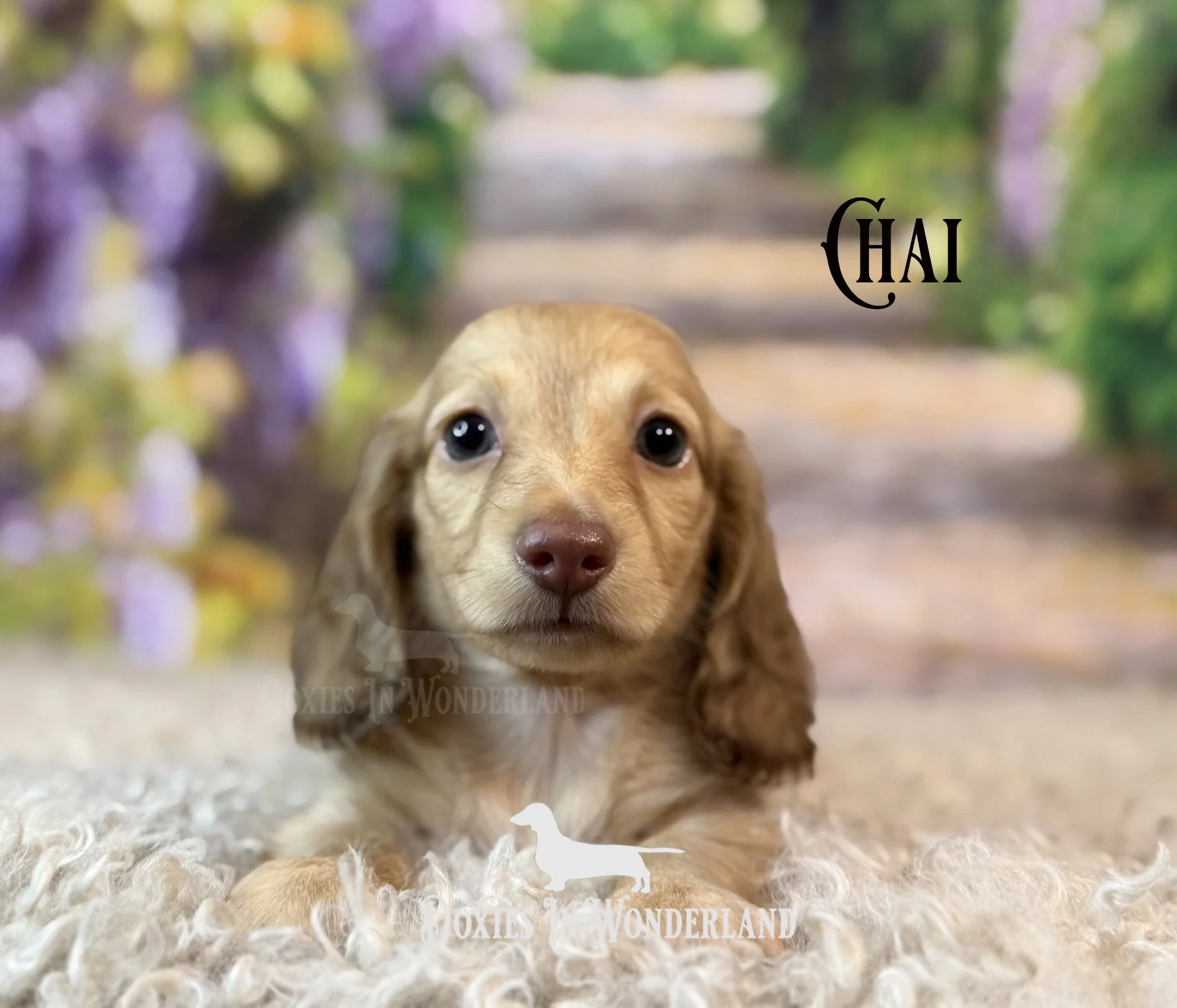Chai 6 wks copy.jpg