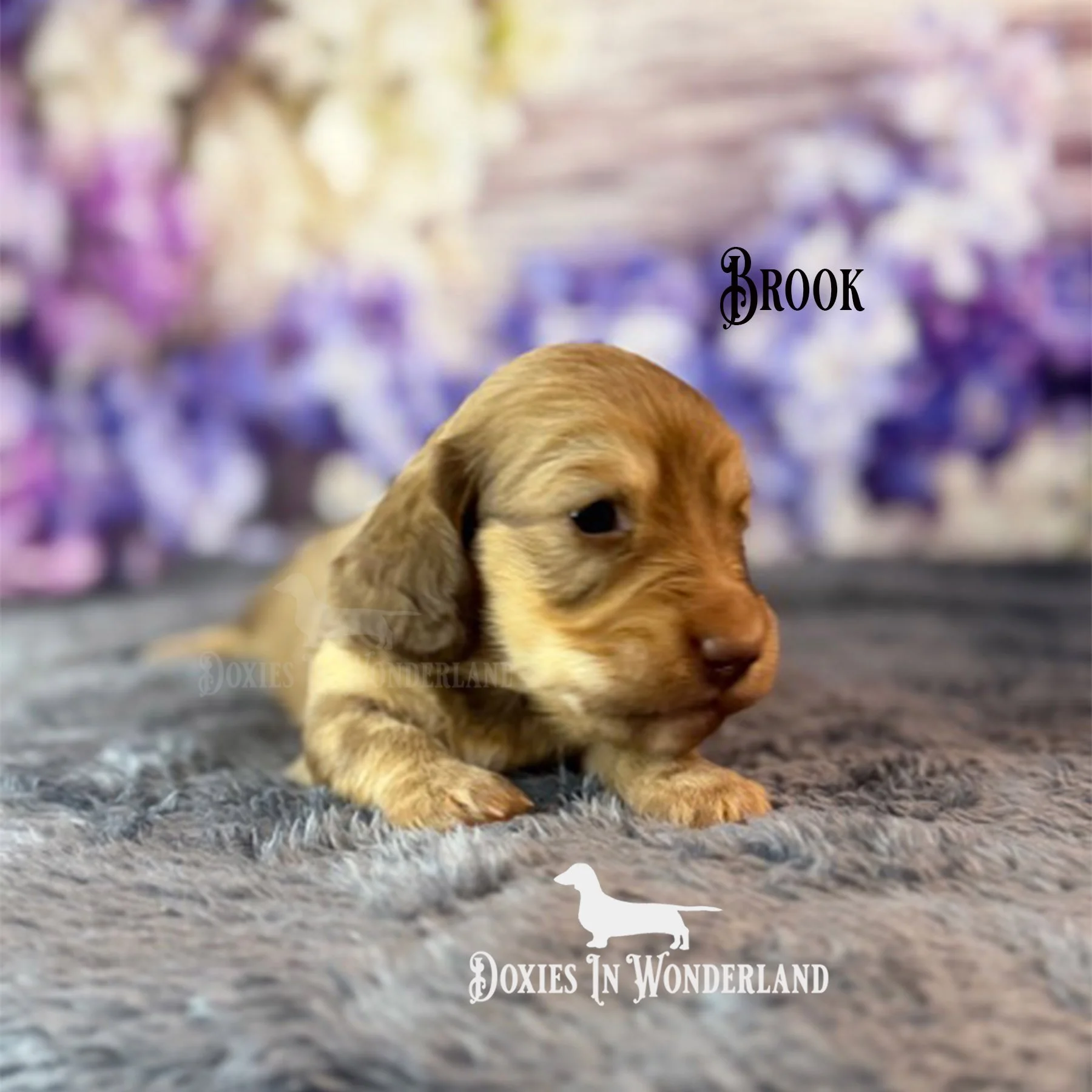 Brook 3 weeks copy.jpg