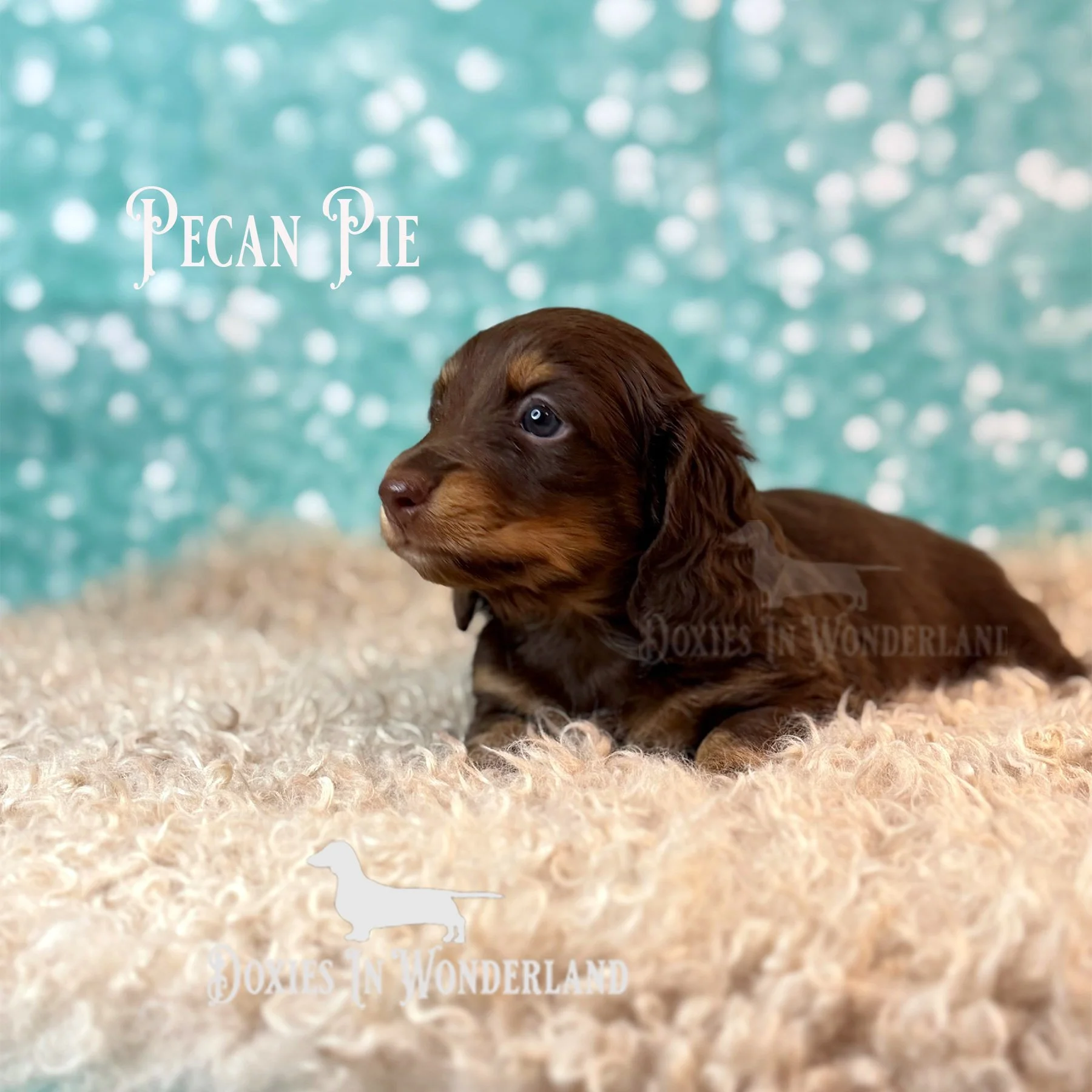 Pecan 4 wks copy.jpg