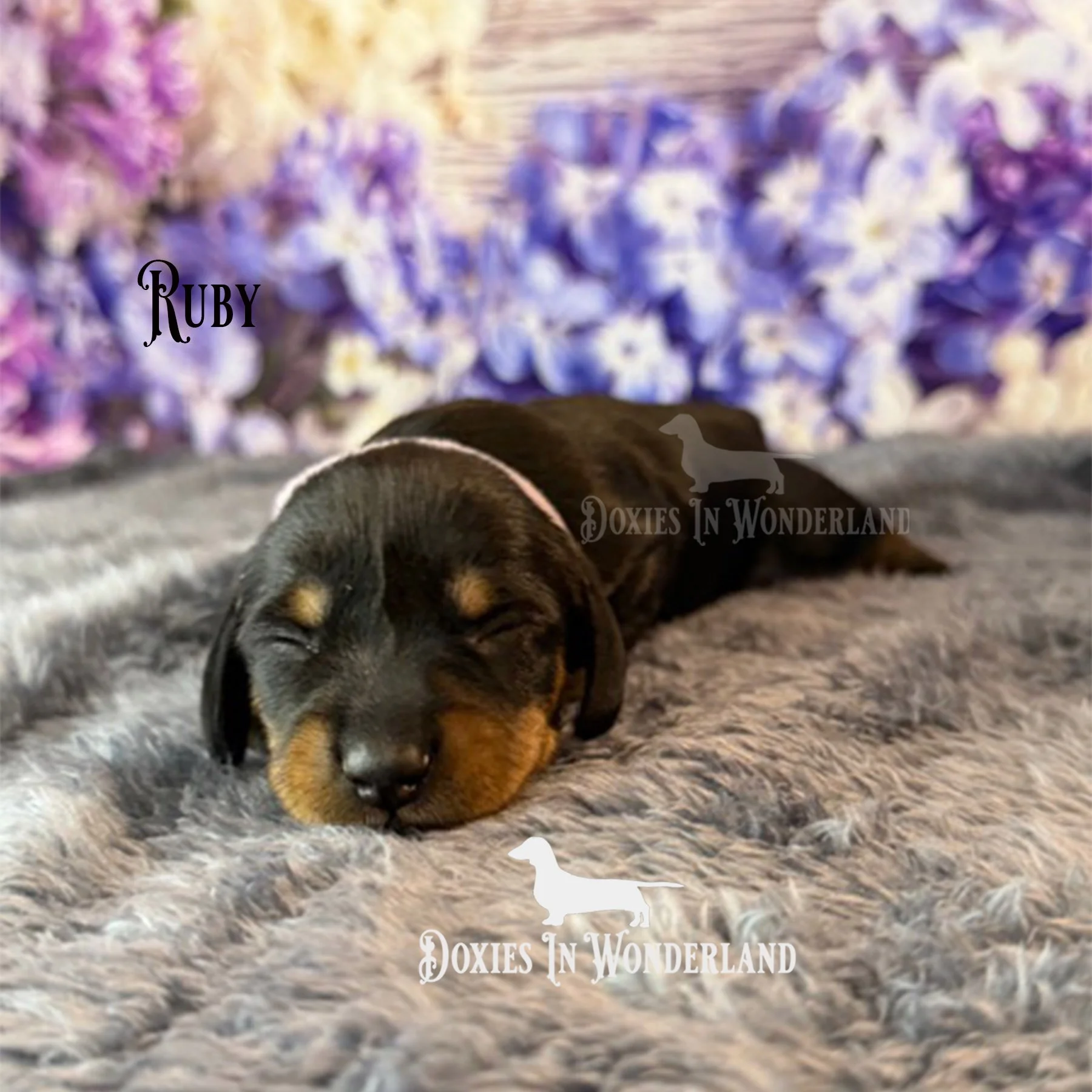 Rube 1.5 weeks copy.jpg