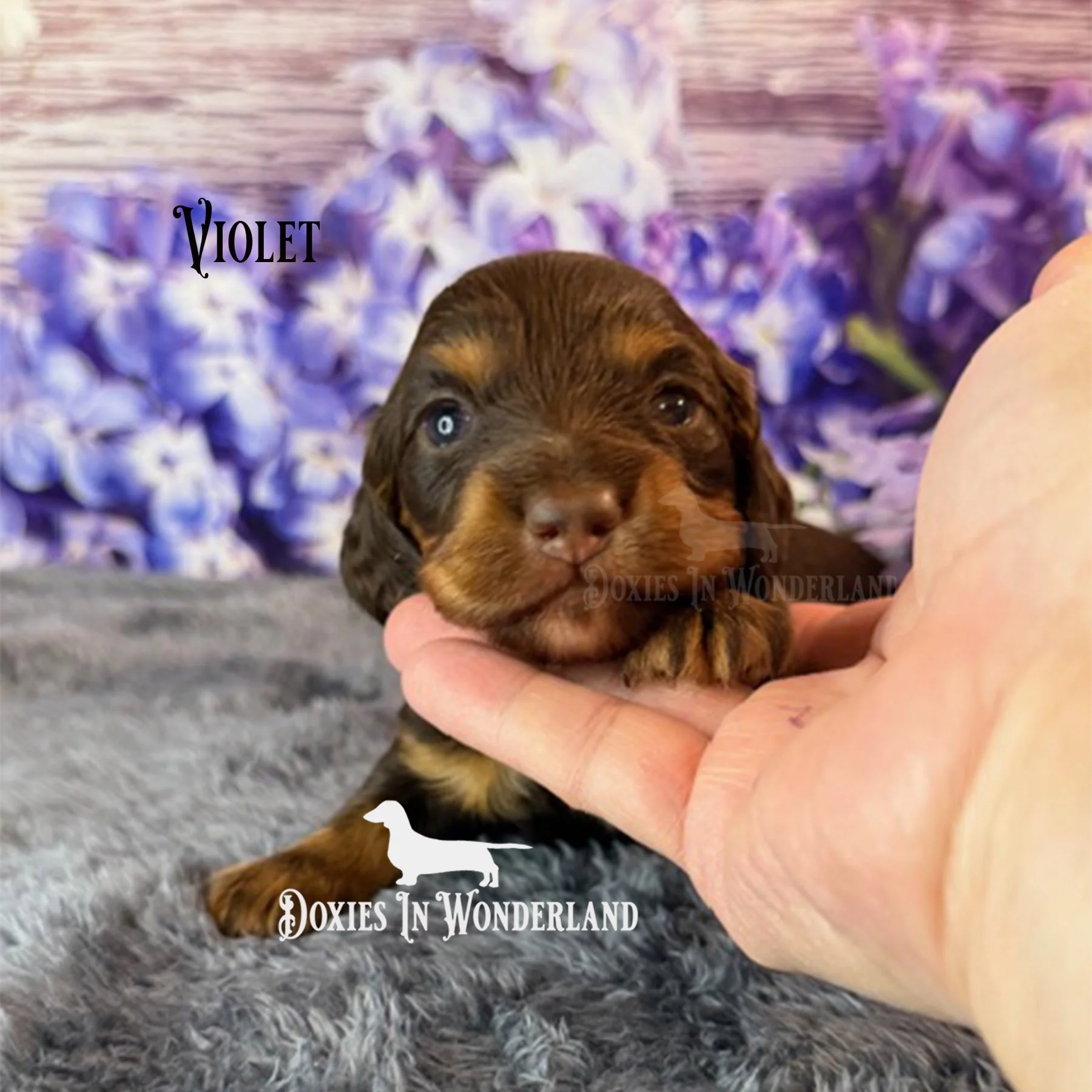 violet 3 weeks copy.jpg