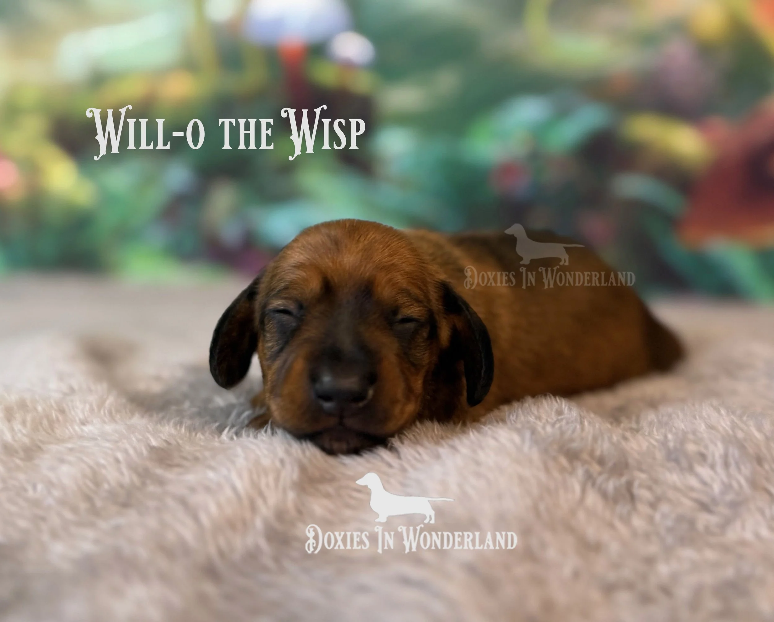 Willow 1 week old copy.jpg