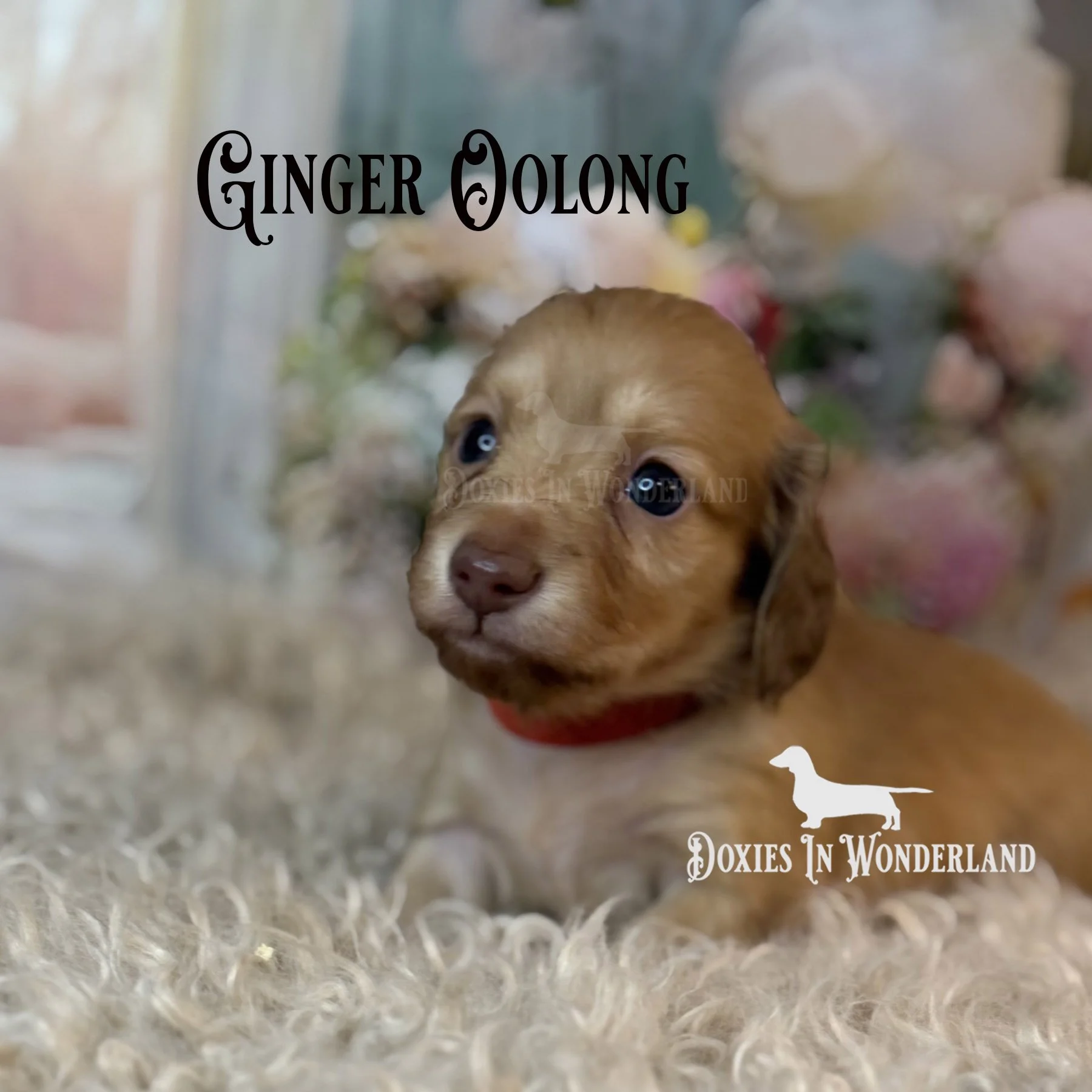 Ginger 4 weeks old copy.jpg