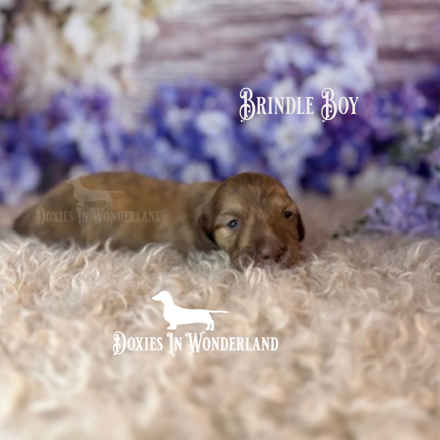 brindle 2 weeks side view copy.jpg