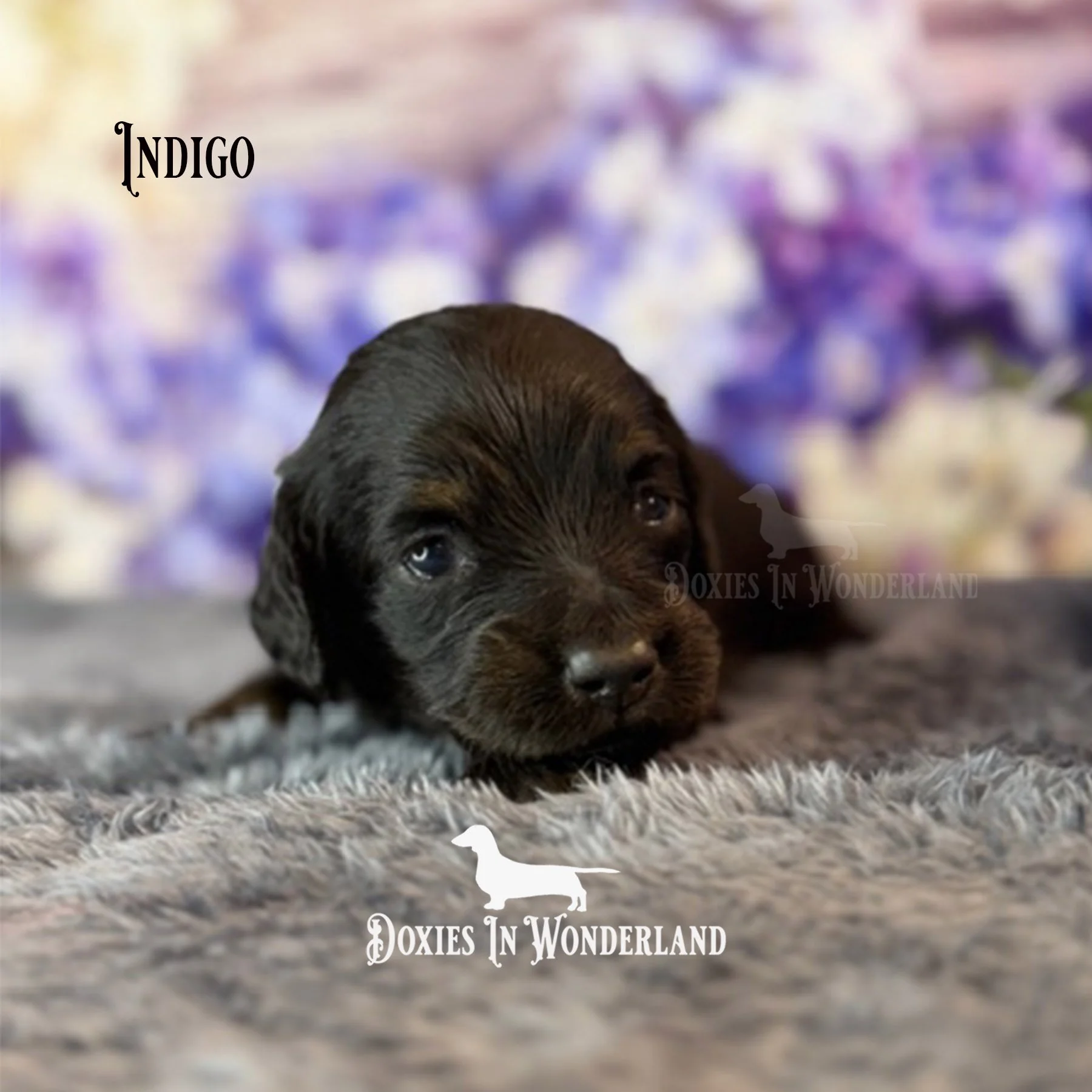 indigo bat boy 3 weeks copy.jpg