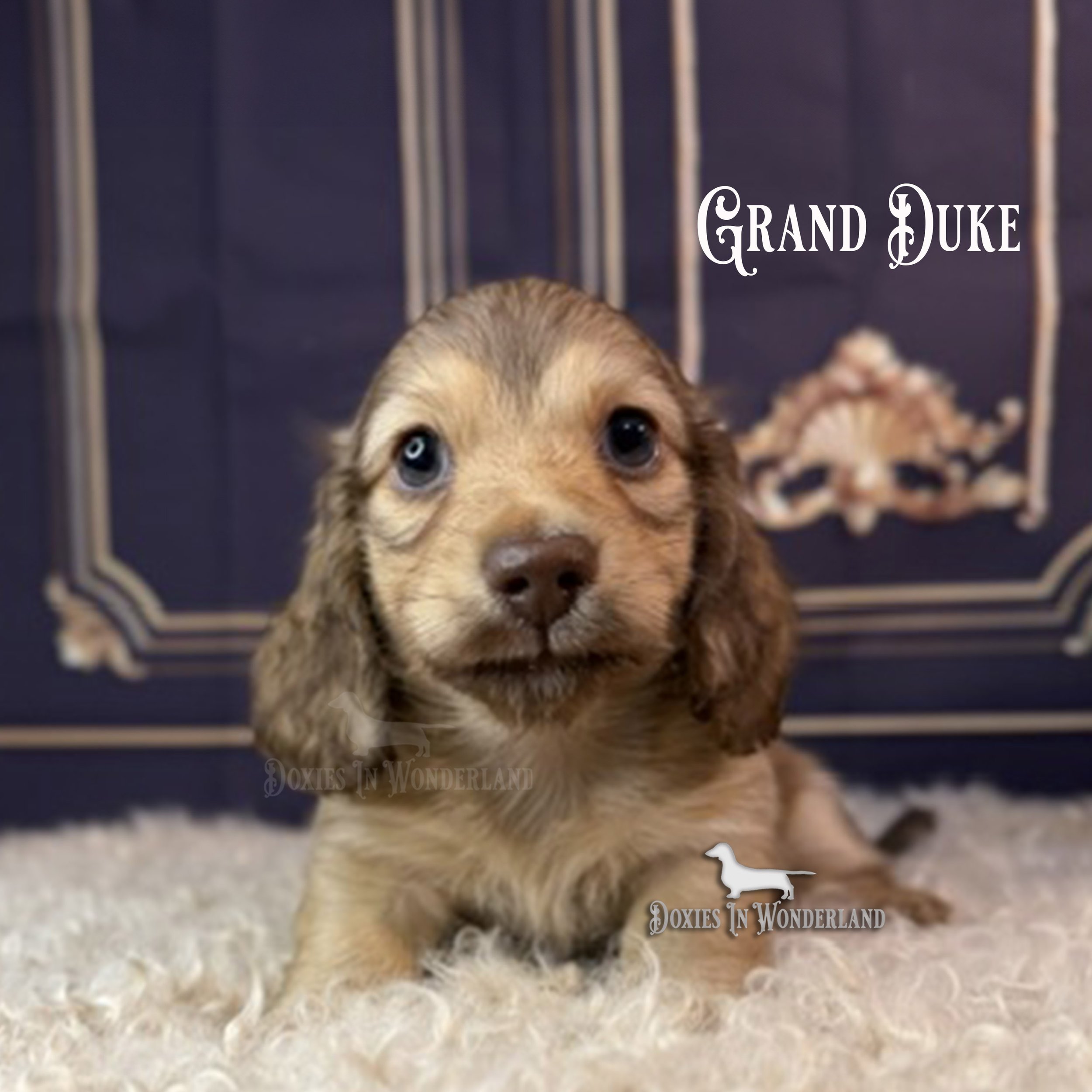Duke 6 weeks copy.jpg