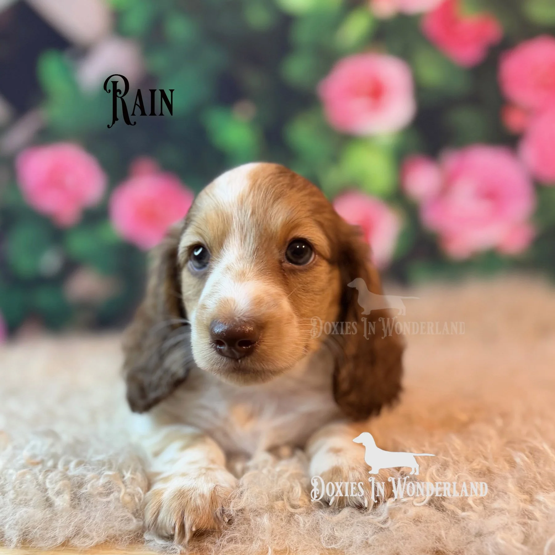 rain 6 wks old copy.jpg