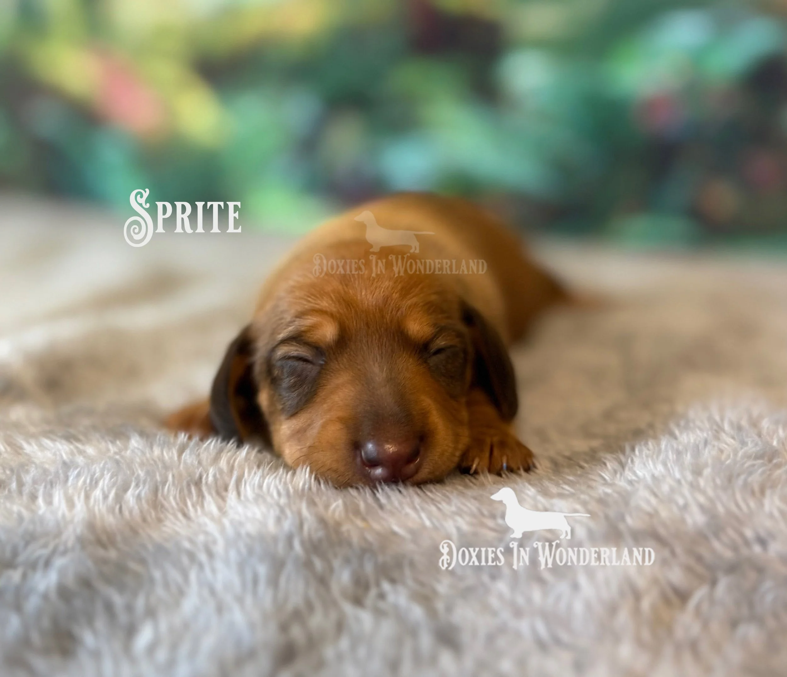 Sprite 1 week old copy.jpg