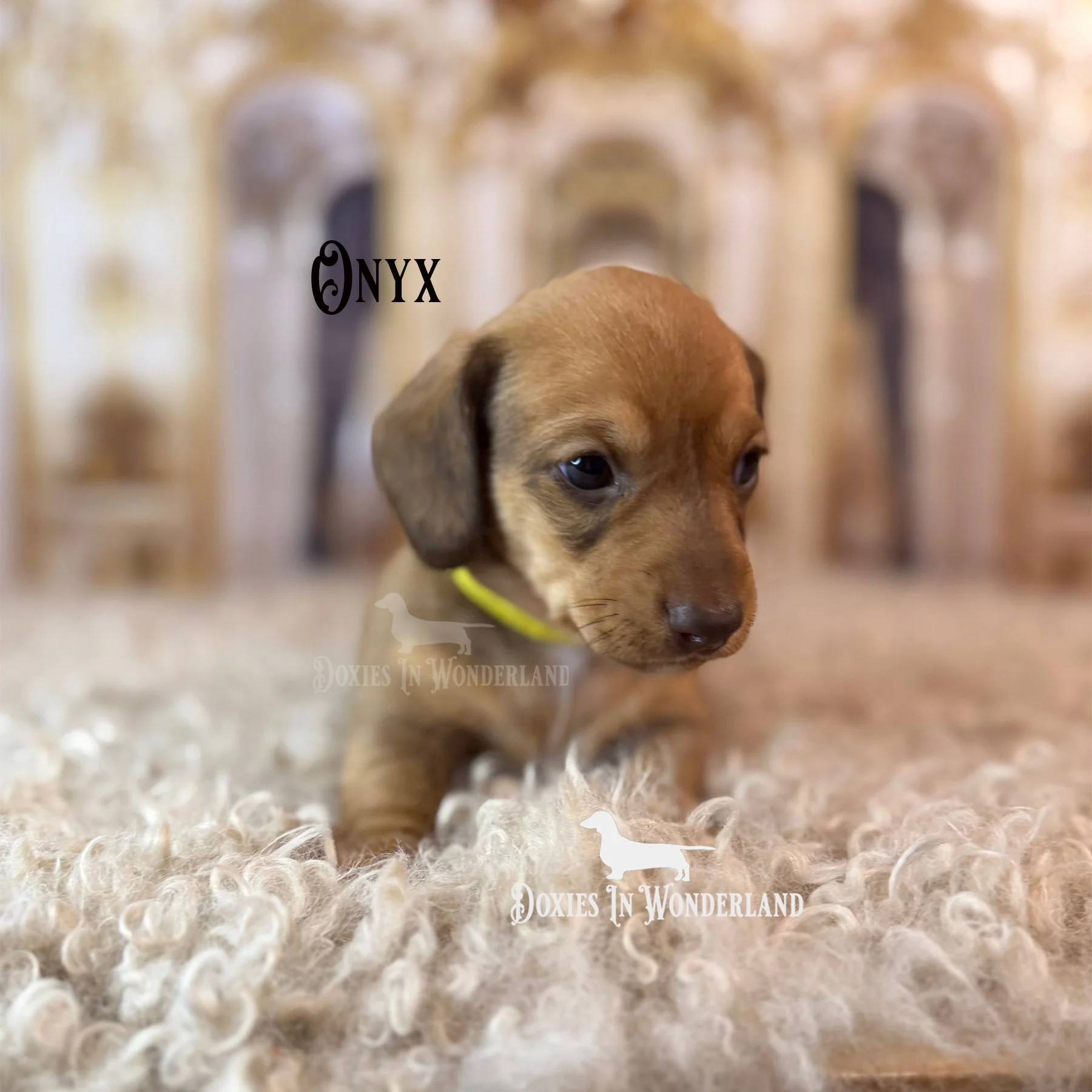 Onyx 4wks copy.jpg