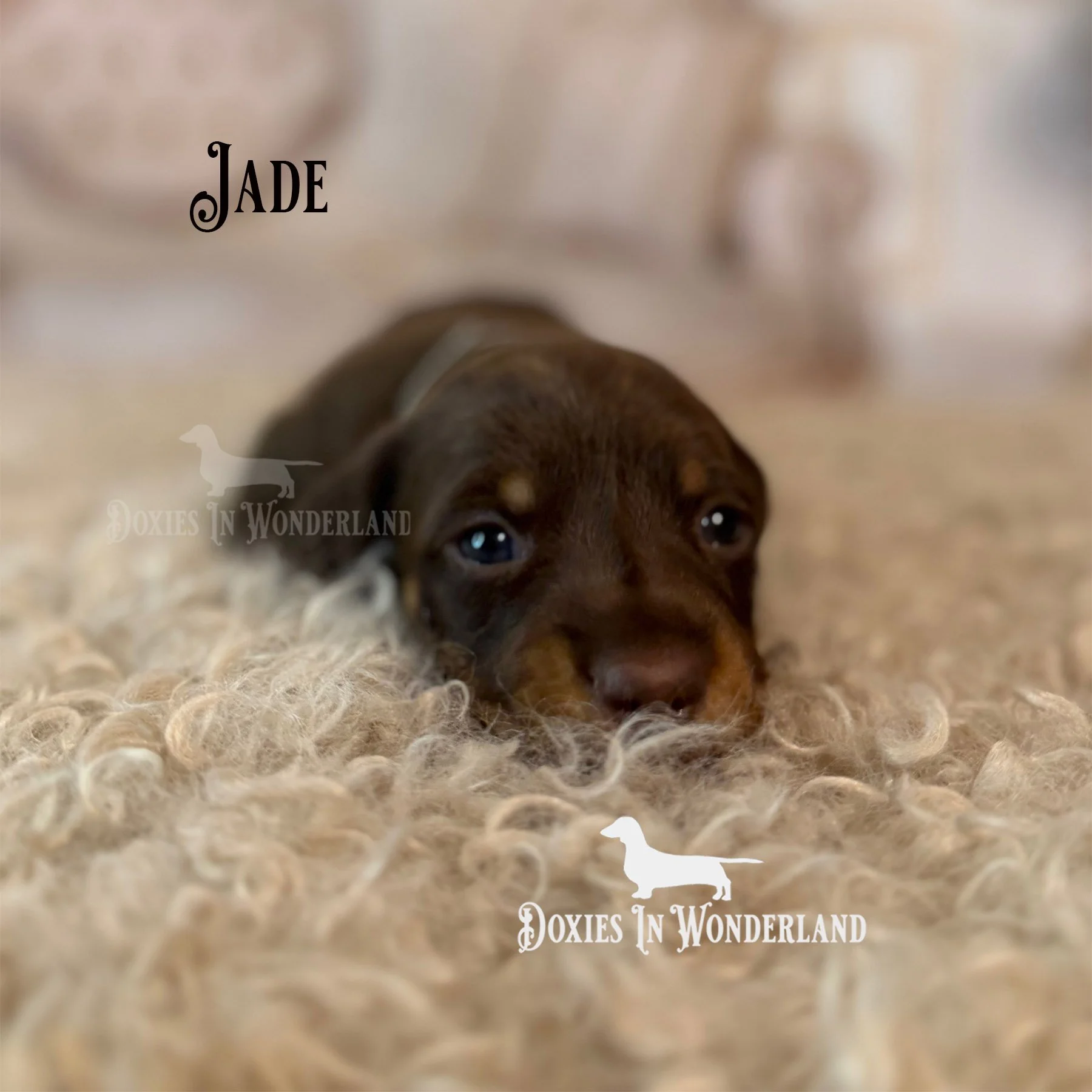 Jade 3 weeks copy.jpg
