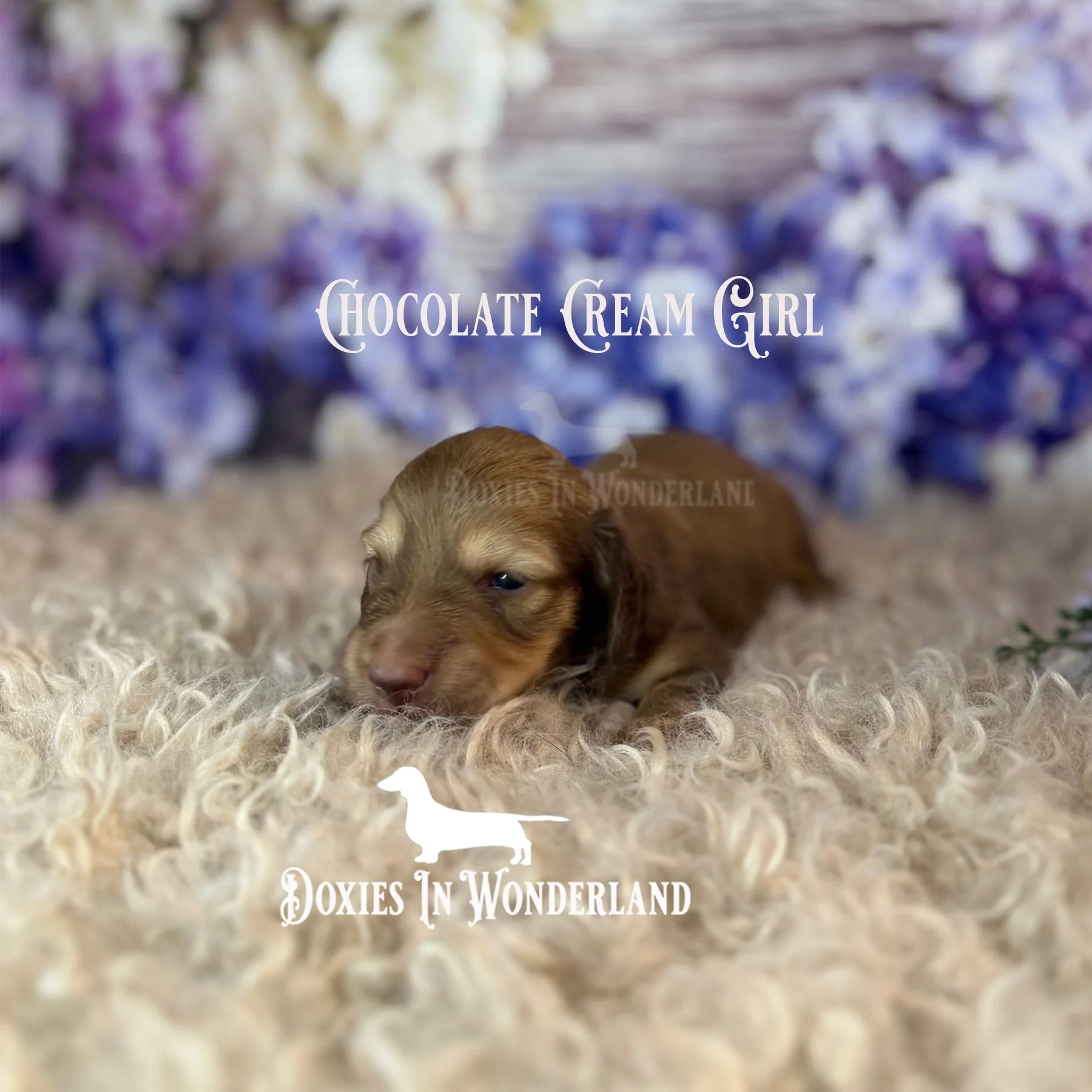 Cream girl side view copy.jpg