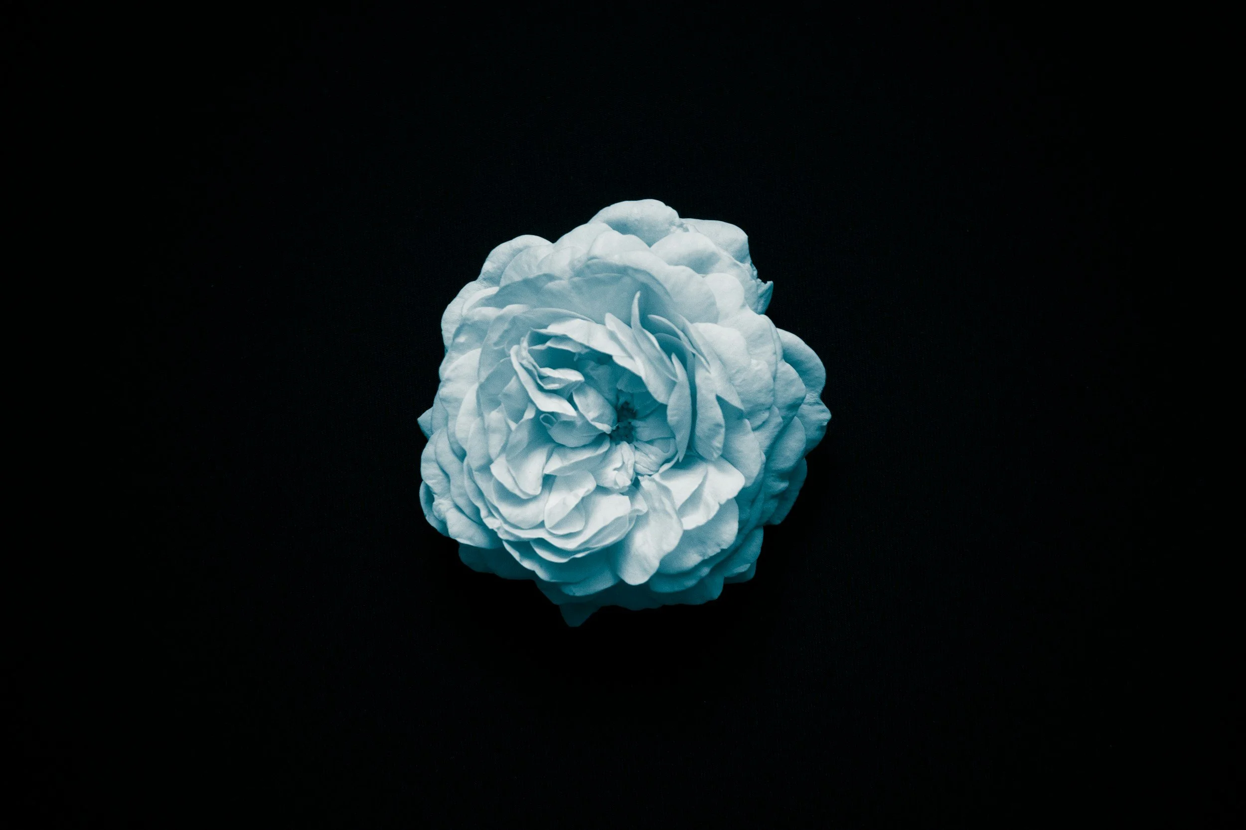 Une fleur blanche en papier ou en tissu posée sur un fond noir.