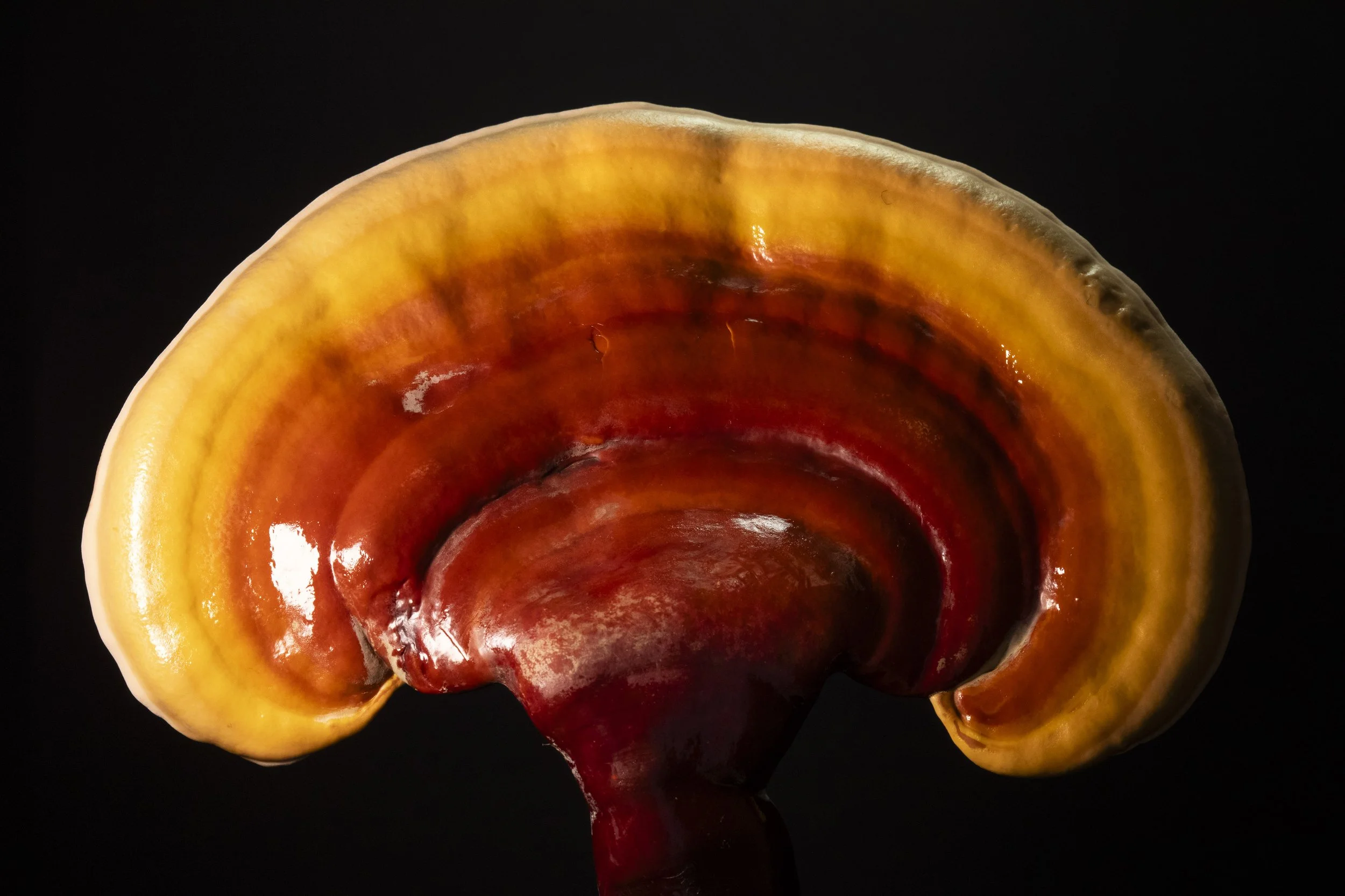 Reishi