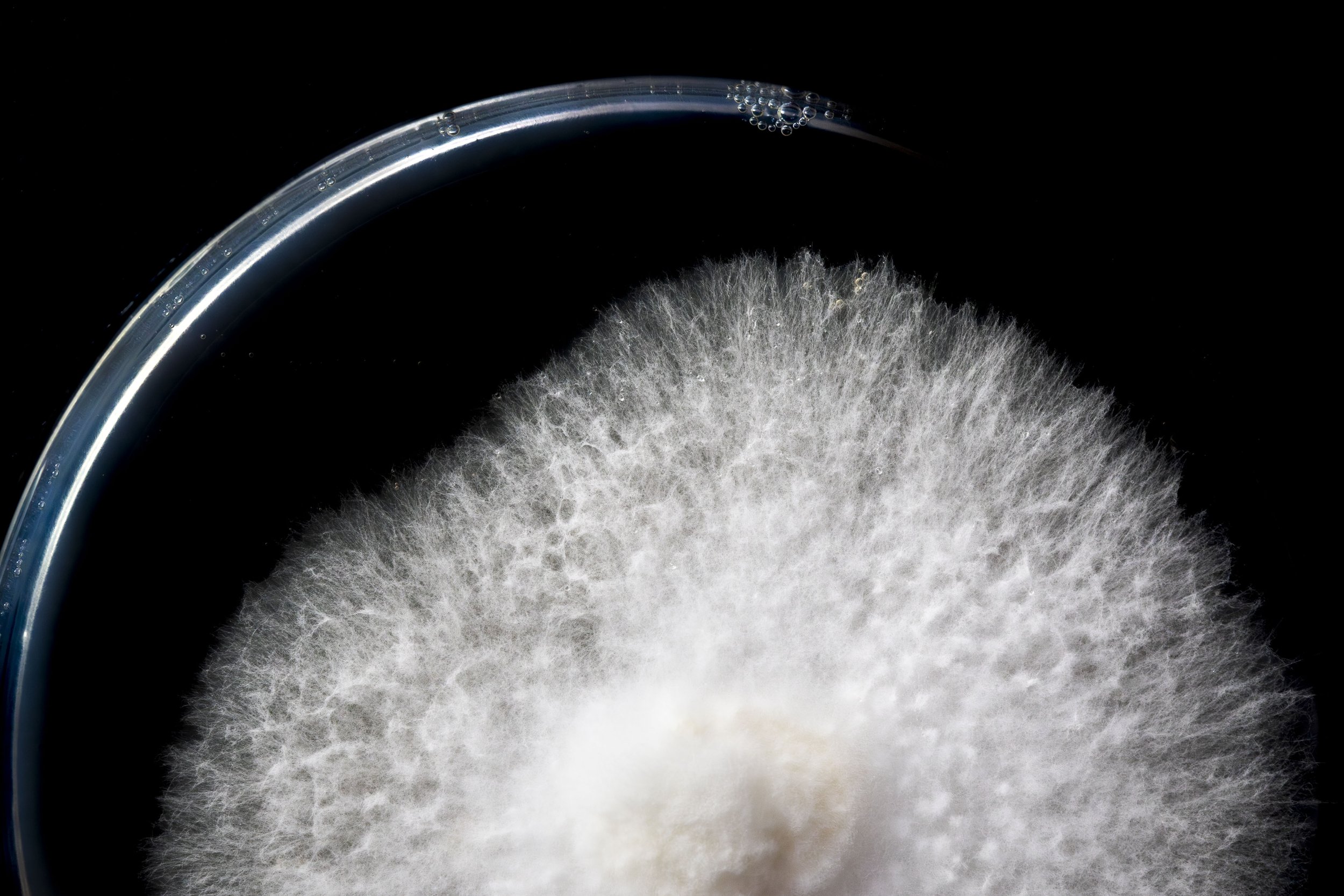 Mycelium in agar plate