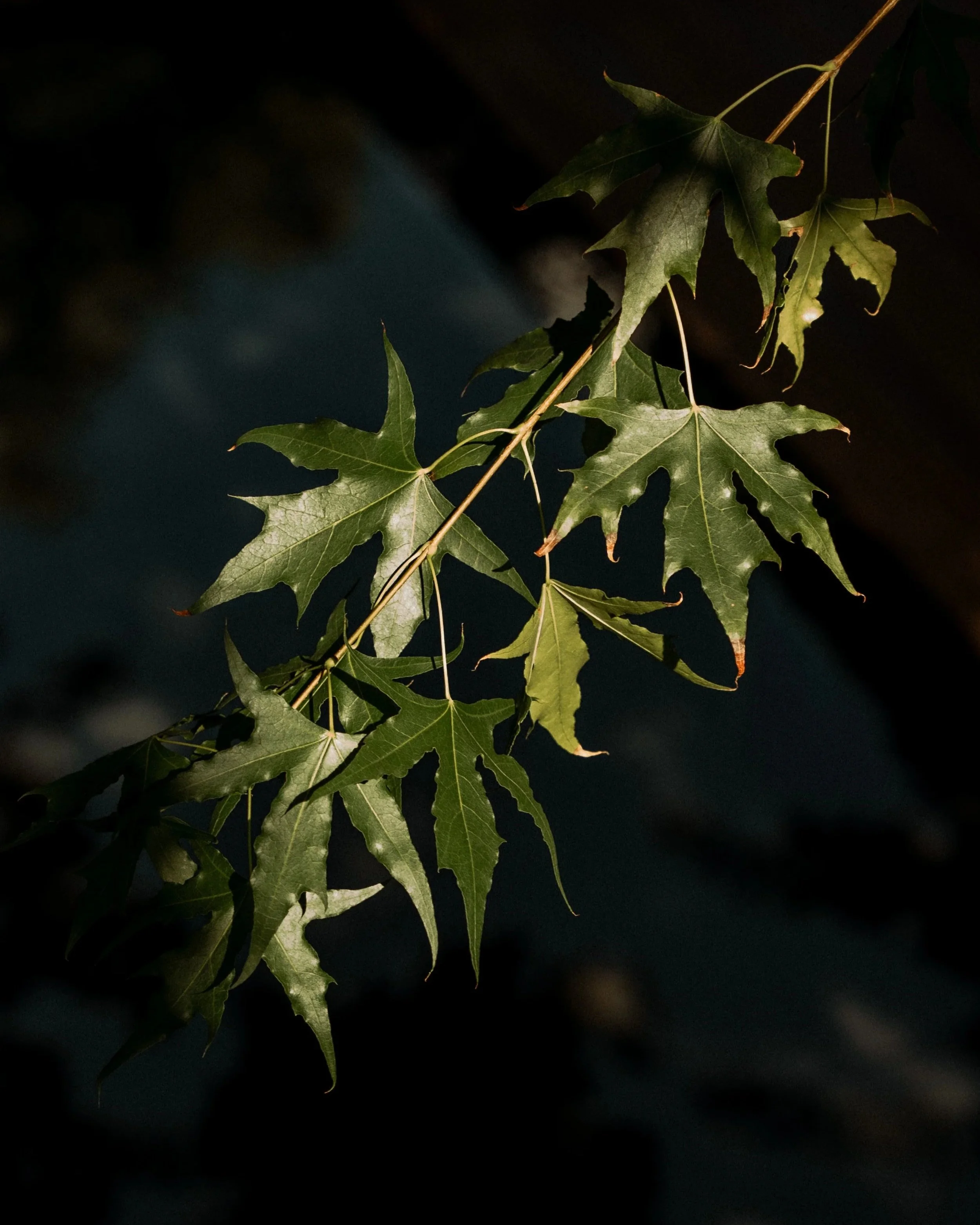 DSC07843.jpg