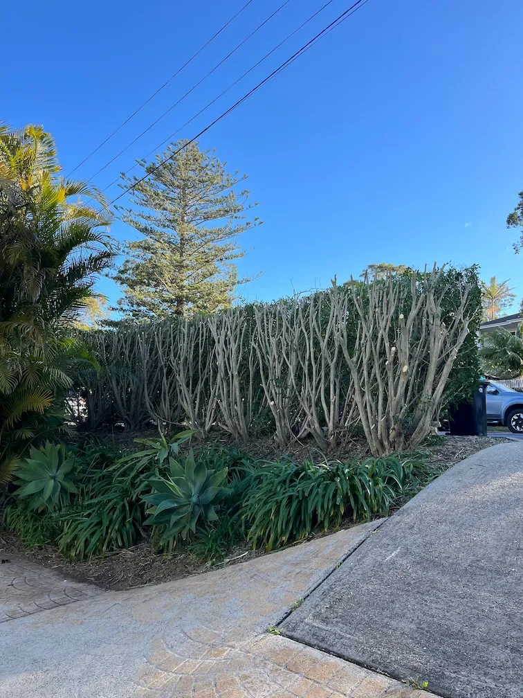 Tree Pruning – Bilgola