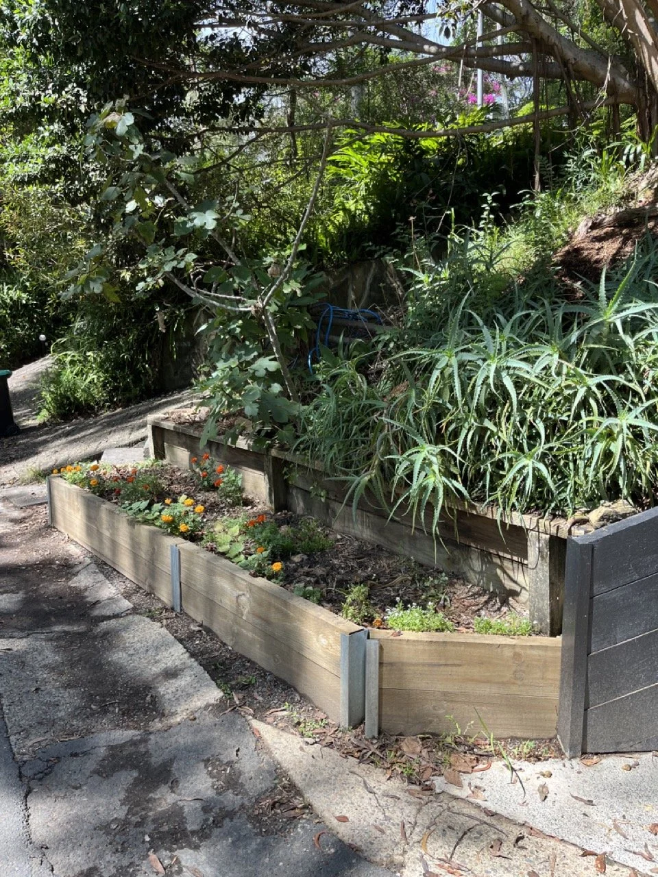 A person planting a small tree in a forest, wearing a blue cap, beige t-shirt, shorts, and gloves, with gardening tools nearby.