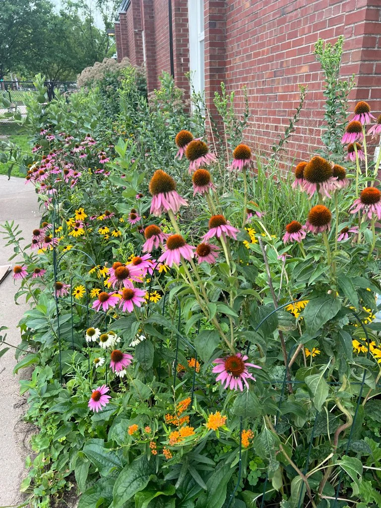 Wild Schoolyards Minneapolis Creates Habitat Gardening Connections