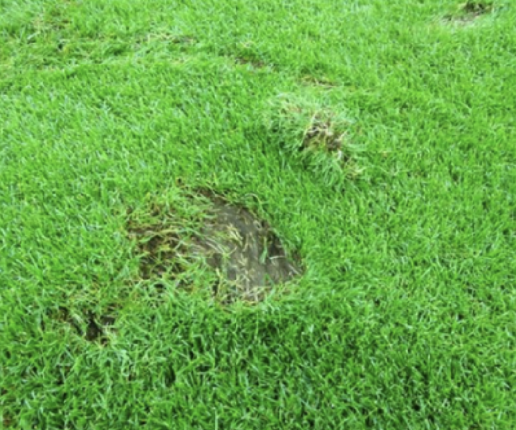Repairing Divots