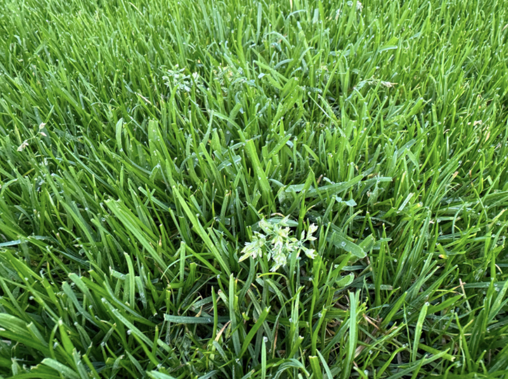 Weeds Poa Annua
