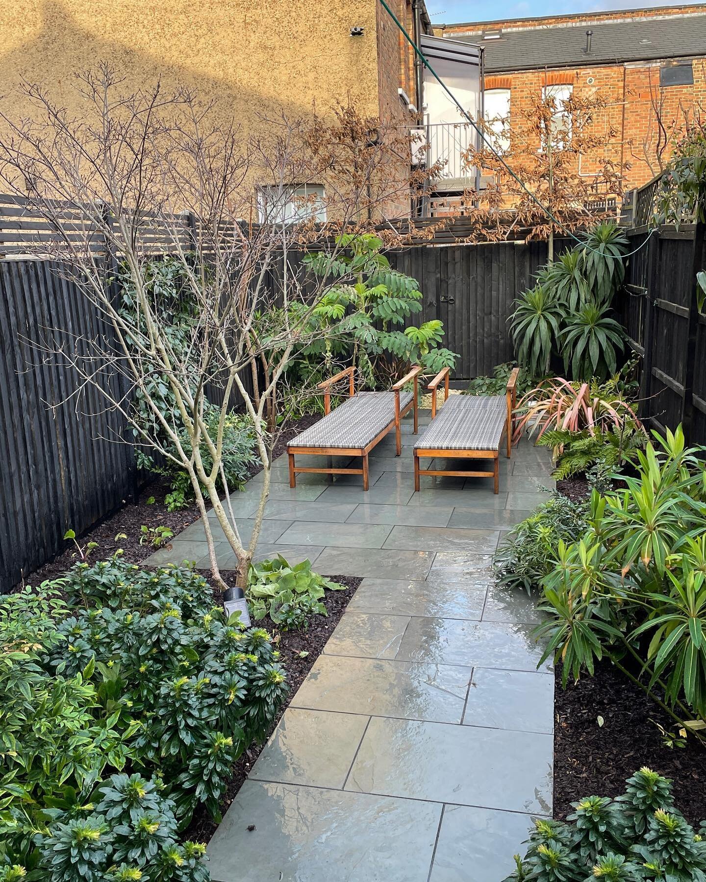 Our shady planting structure  before the spring breaks! 1. Overall design 2. Magnolia foveolata, phormium and nandina domestica with shady underplanting 3. Fav hellebore (foetidus) with sarcococca and trachystemon 4. Potted Schefflera fantsipanensis 