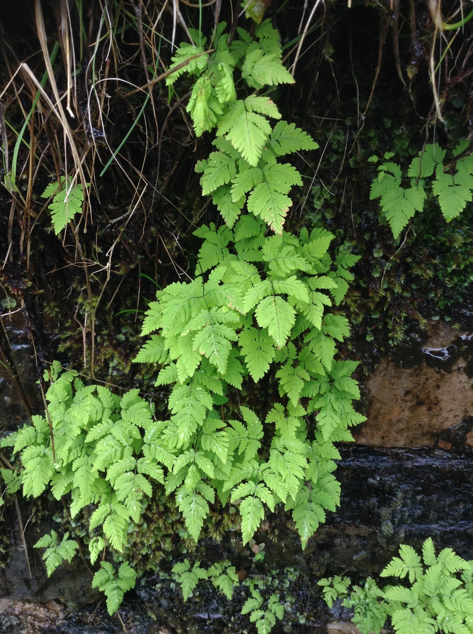 the-power-of-plants-a-green-planet-shropshire-love-nature-festival