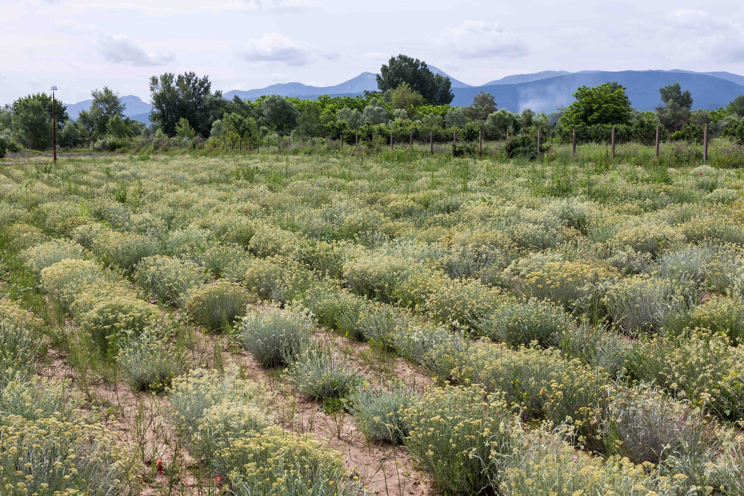 shutterstock_Rooibos II.jpg