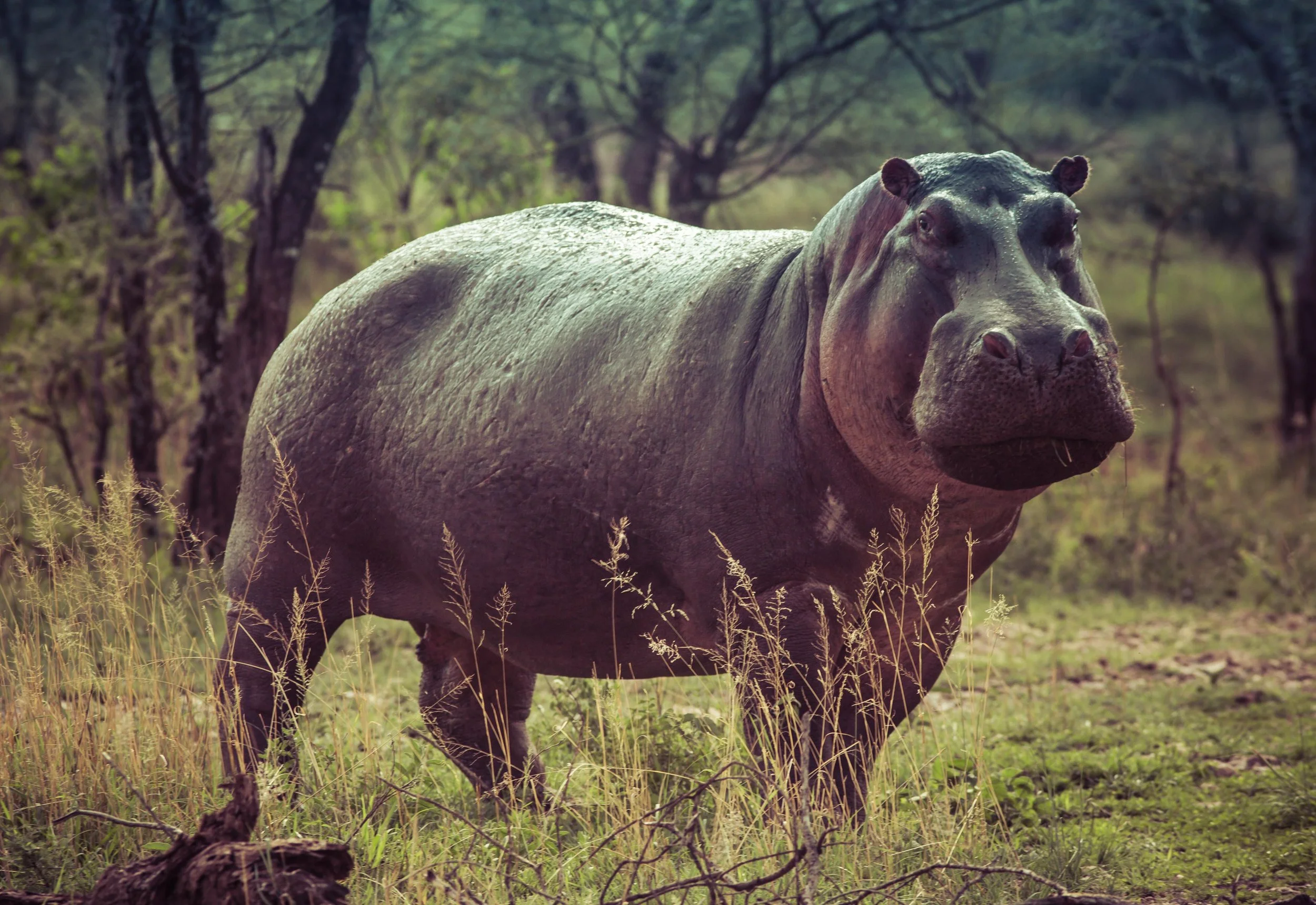 Did You Know a Hippo's Sweat is Red?