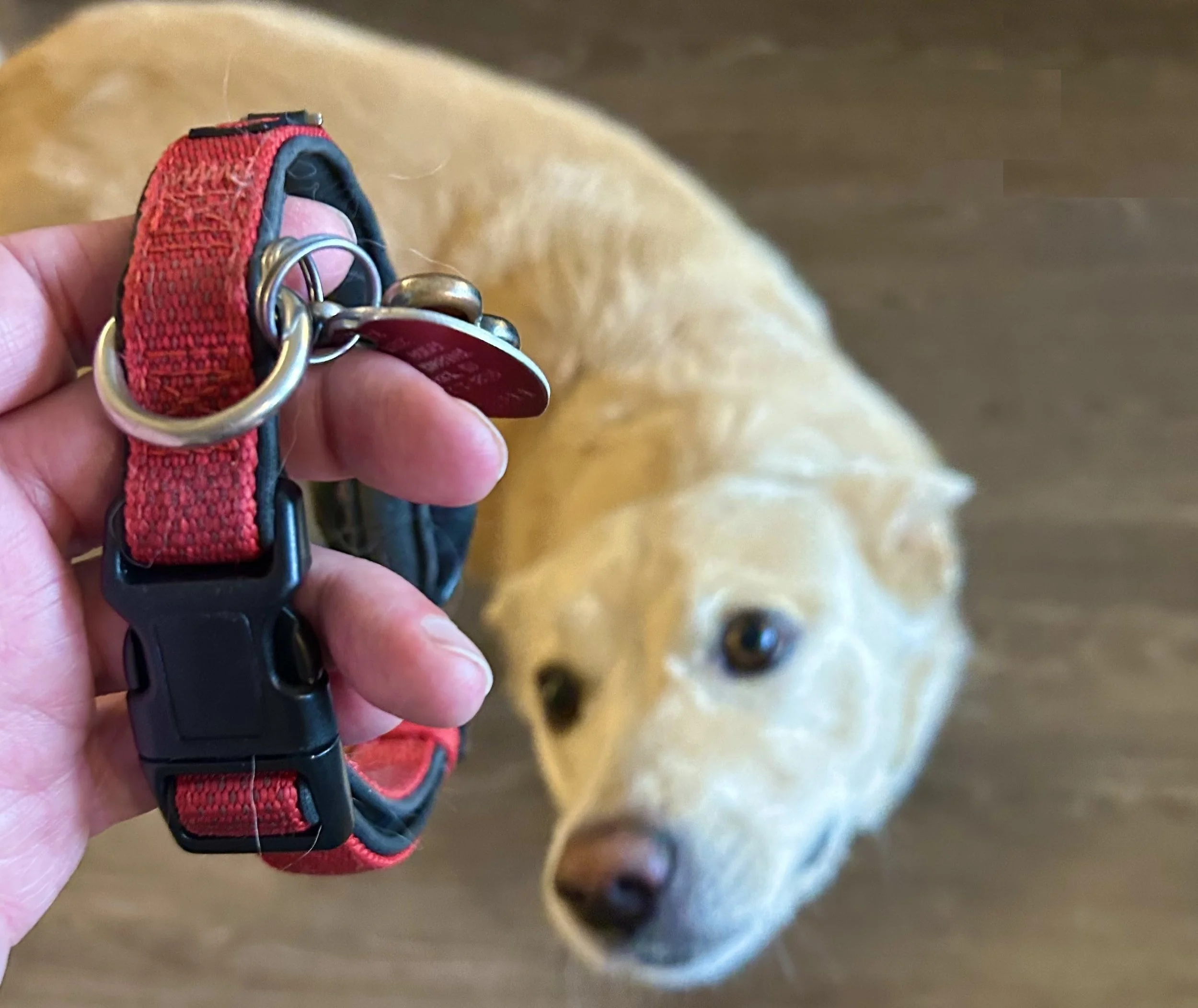 What’s Your Collar?