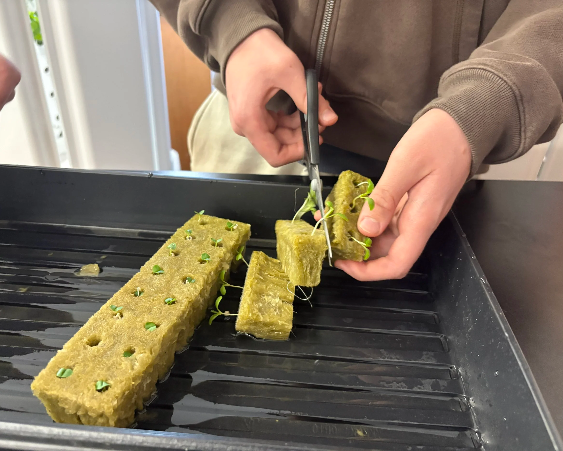 Growing Their Future